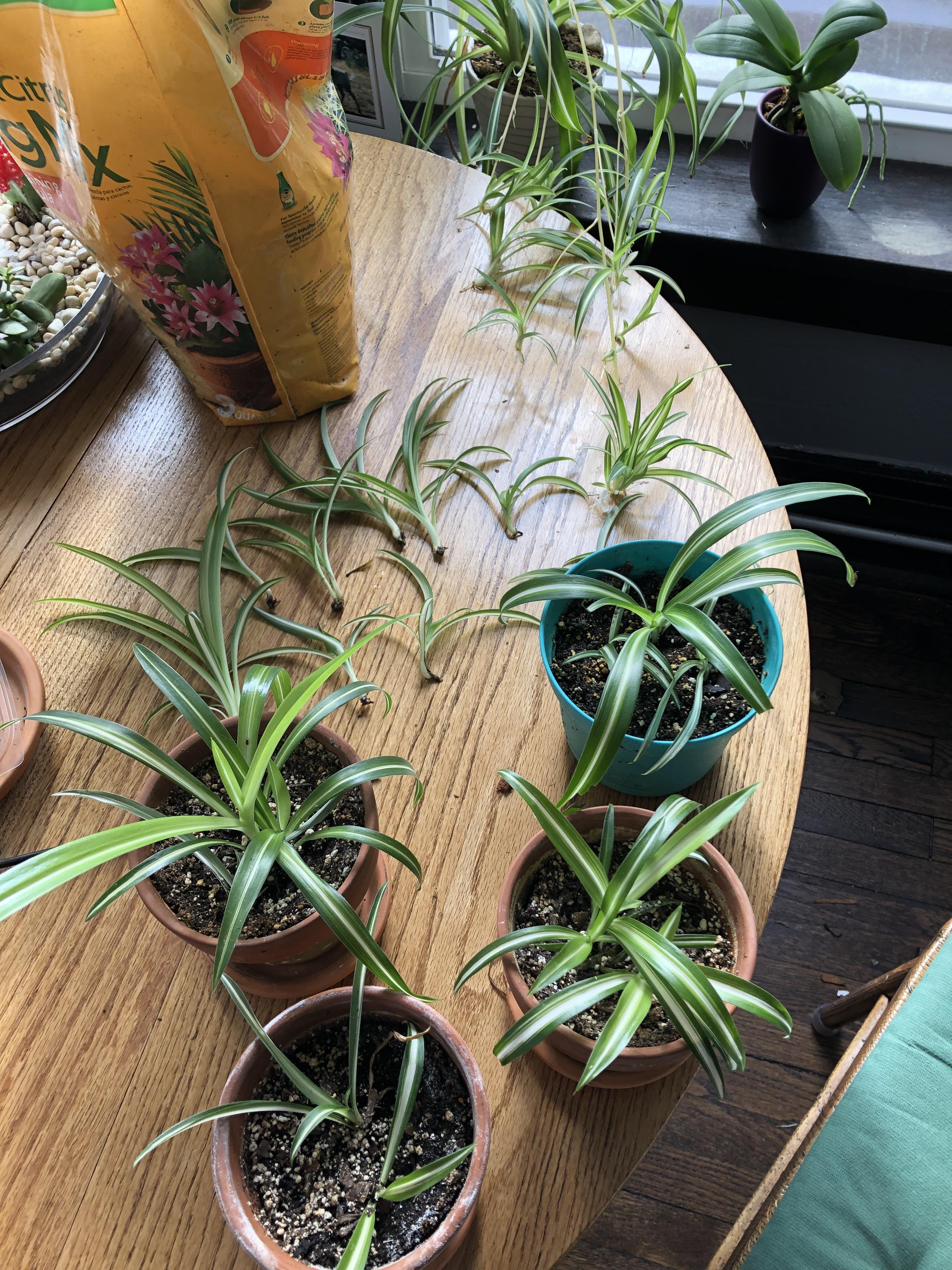 Help, please. I'm slowly being overtaken by spider plant babies