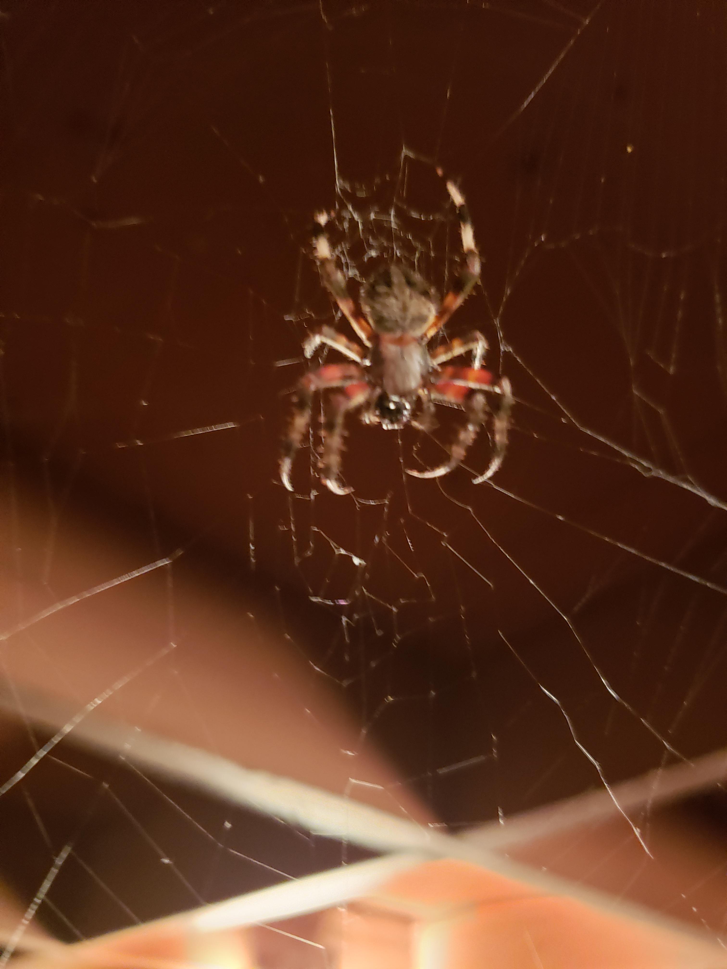 Is this giant spider venomous? ky usa mobile whatsthisbug