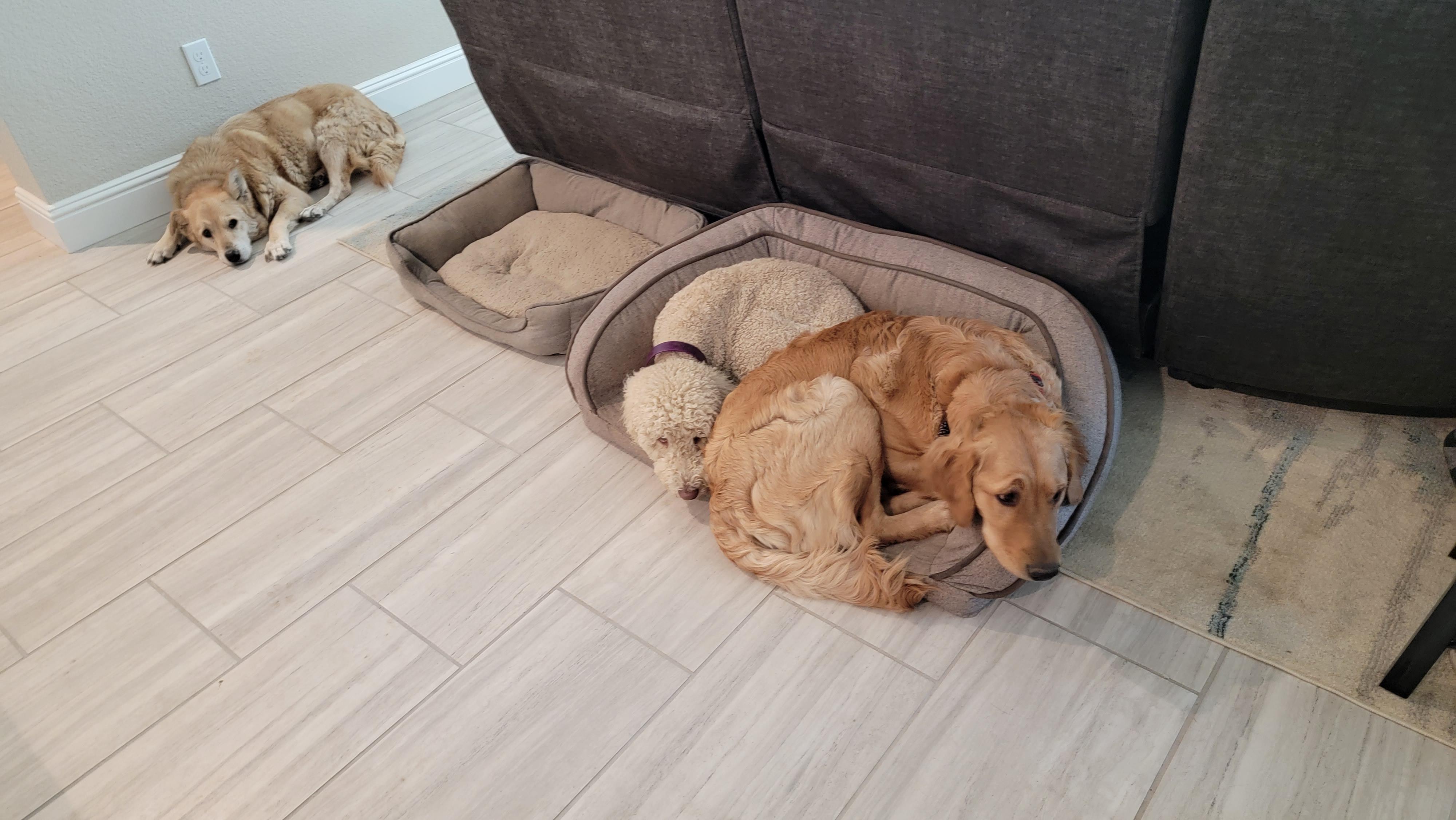 These dogs and their bed choices r/AnimalsBeingDerps