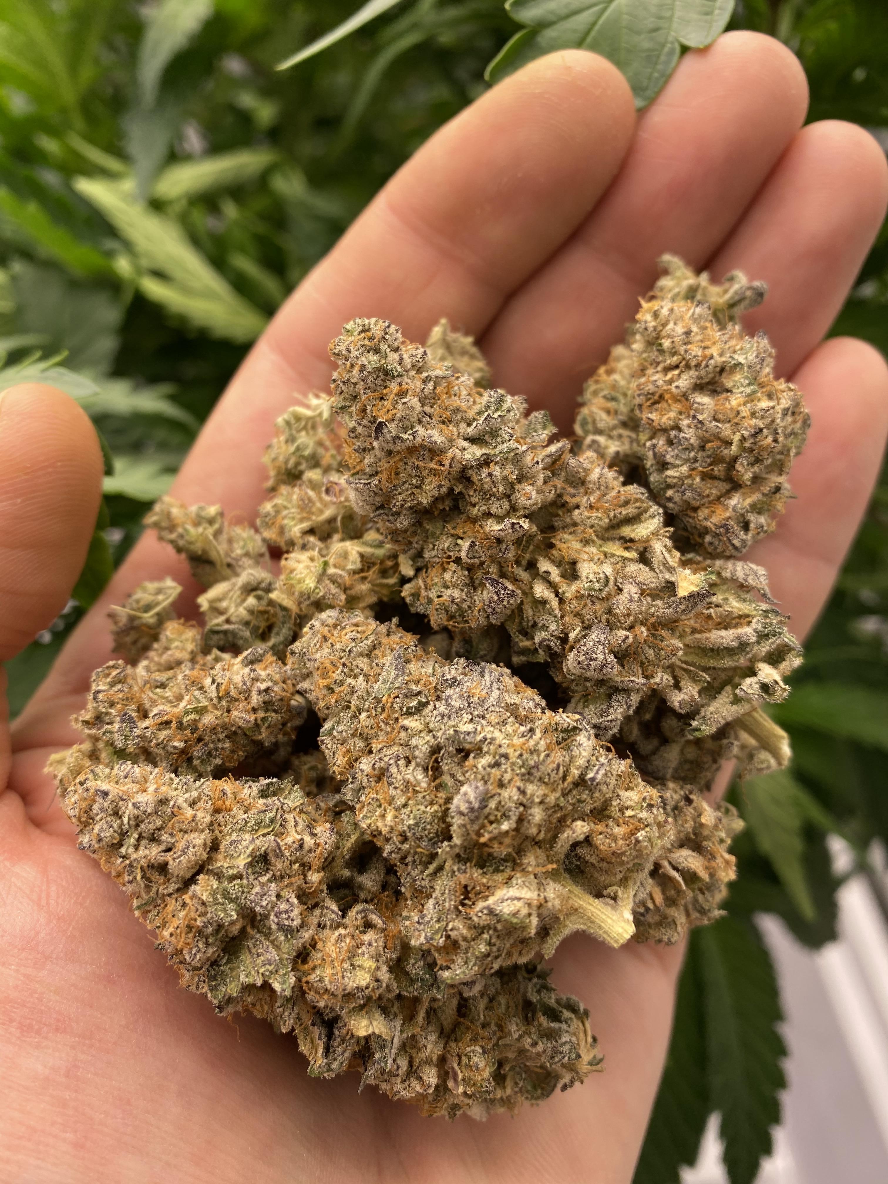 LA Kush Cake all finished up! r/microgrowery