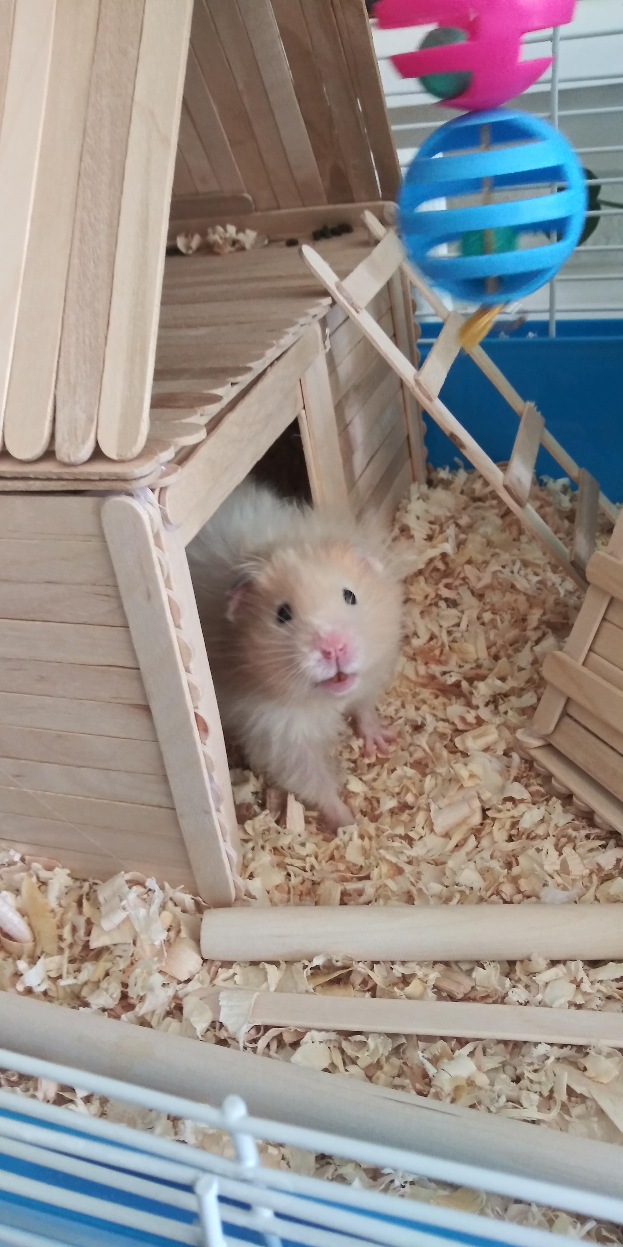 Can hamsters eat dundicut peppers? r/hamster