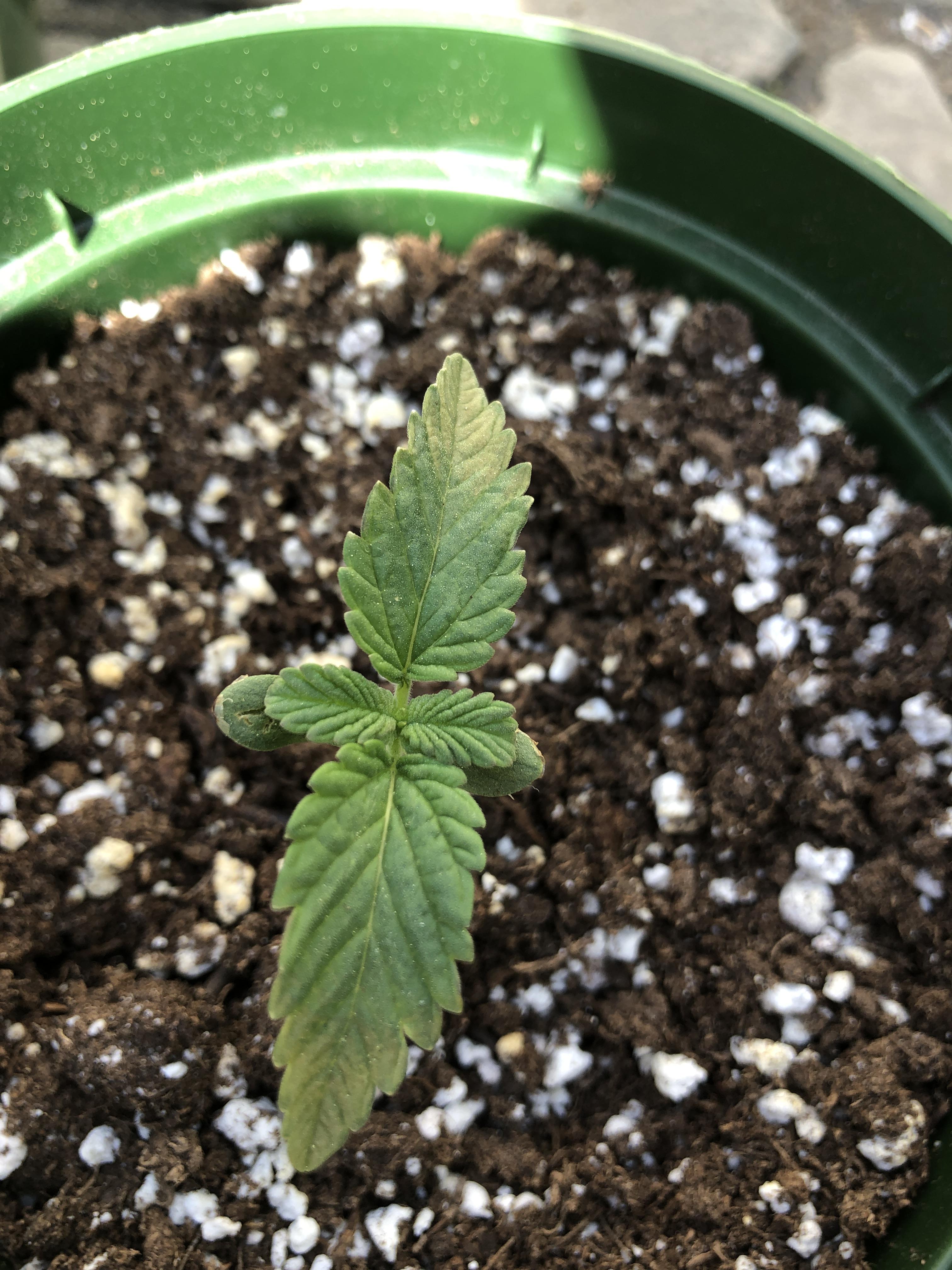 Yellowing seedling leaves meaning ?? r/microgrowery