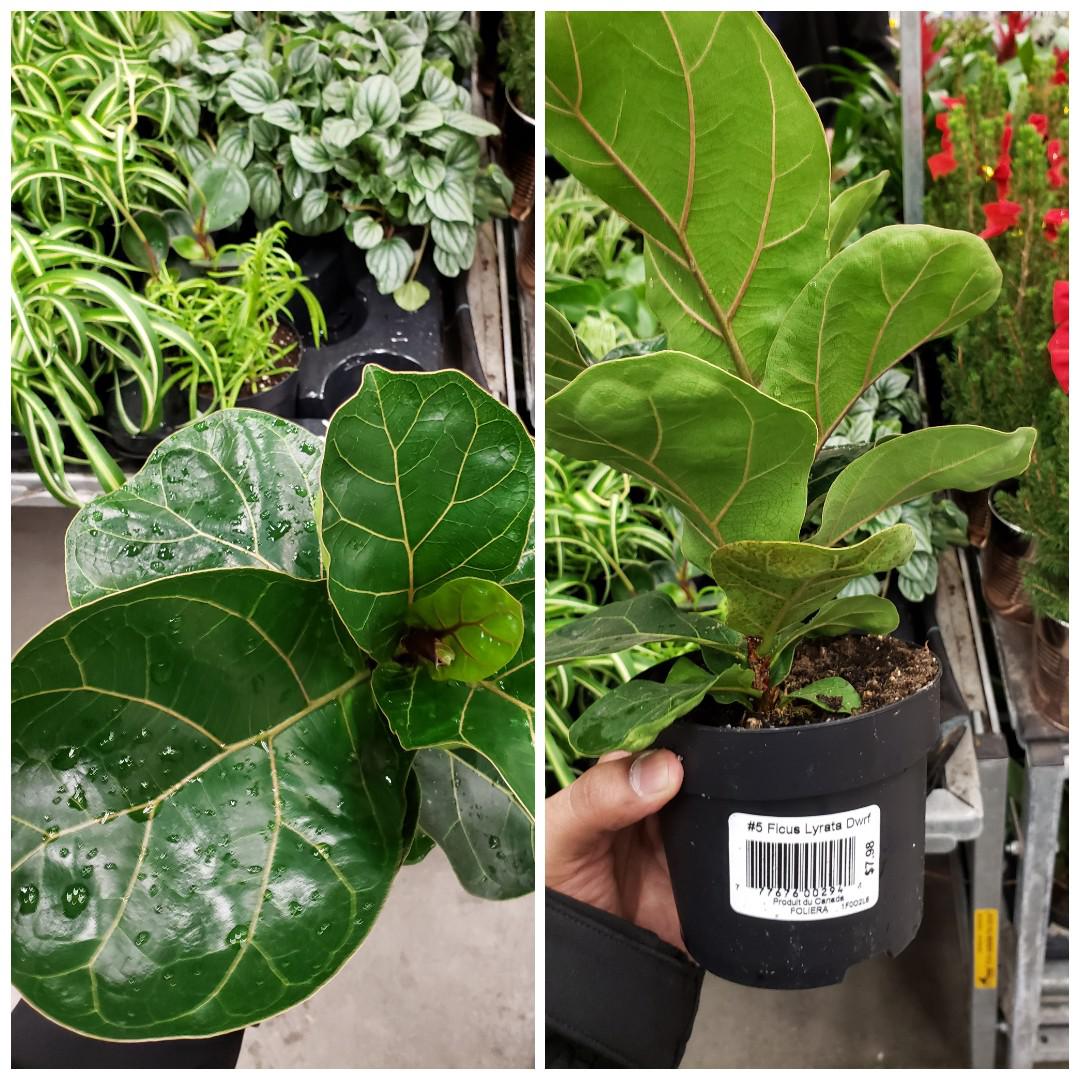 Saw this fiddle leaf fig for 8 at home depot. Should I buy it or not