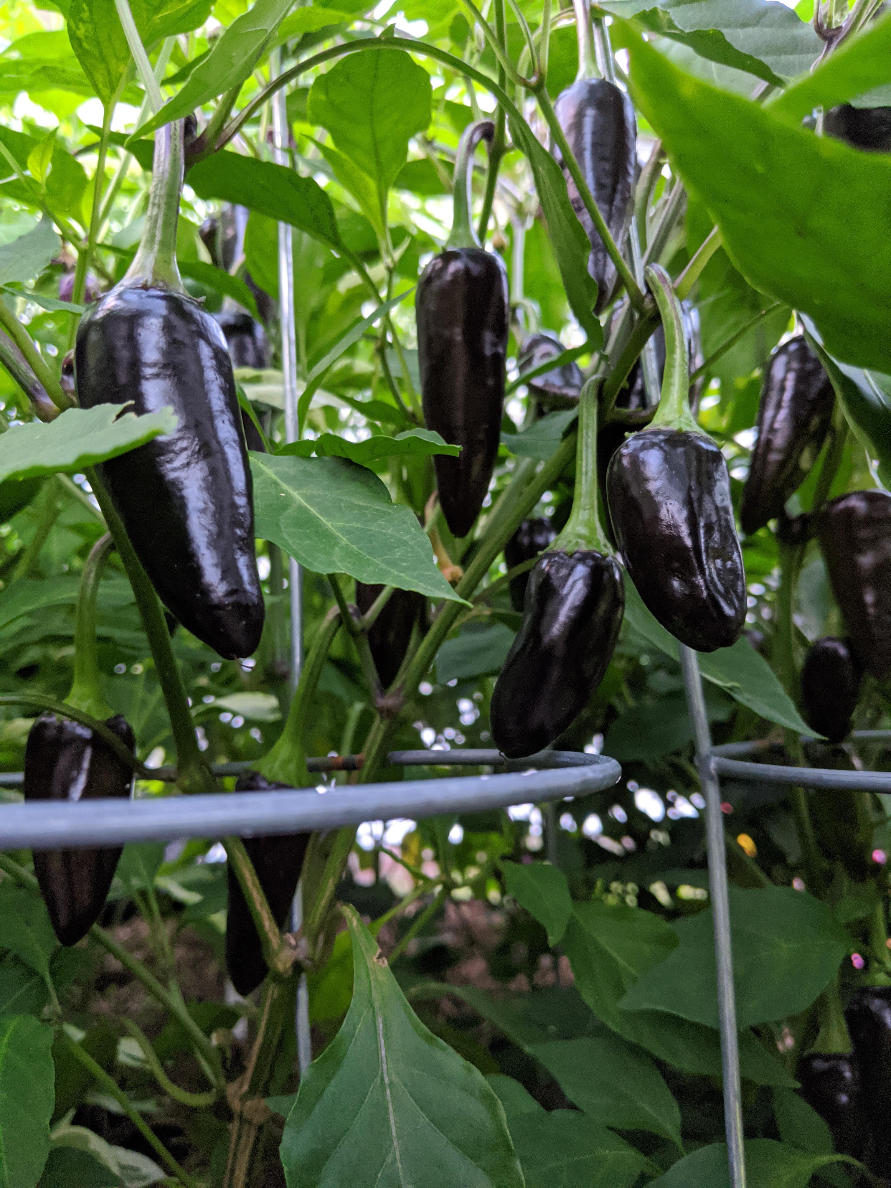 Black Hungarian Peppers! Nice Contrast r/HotPeppers