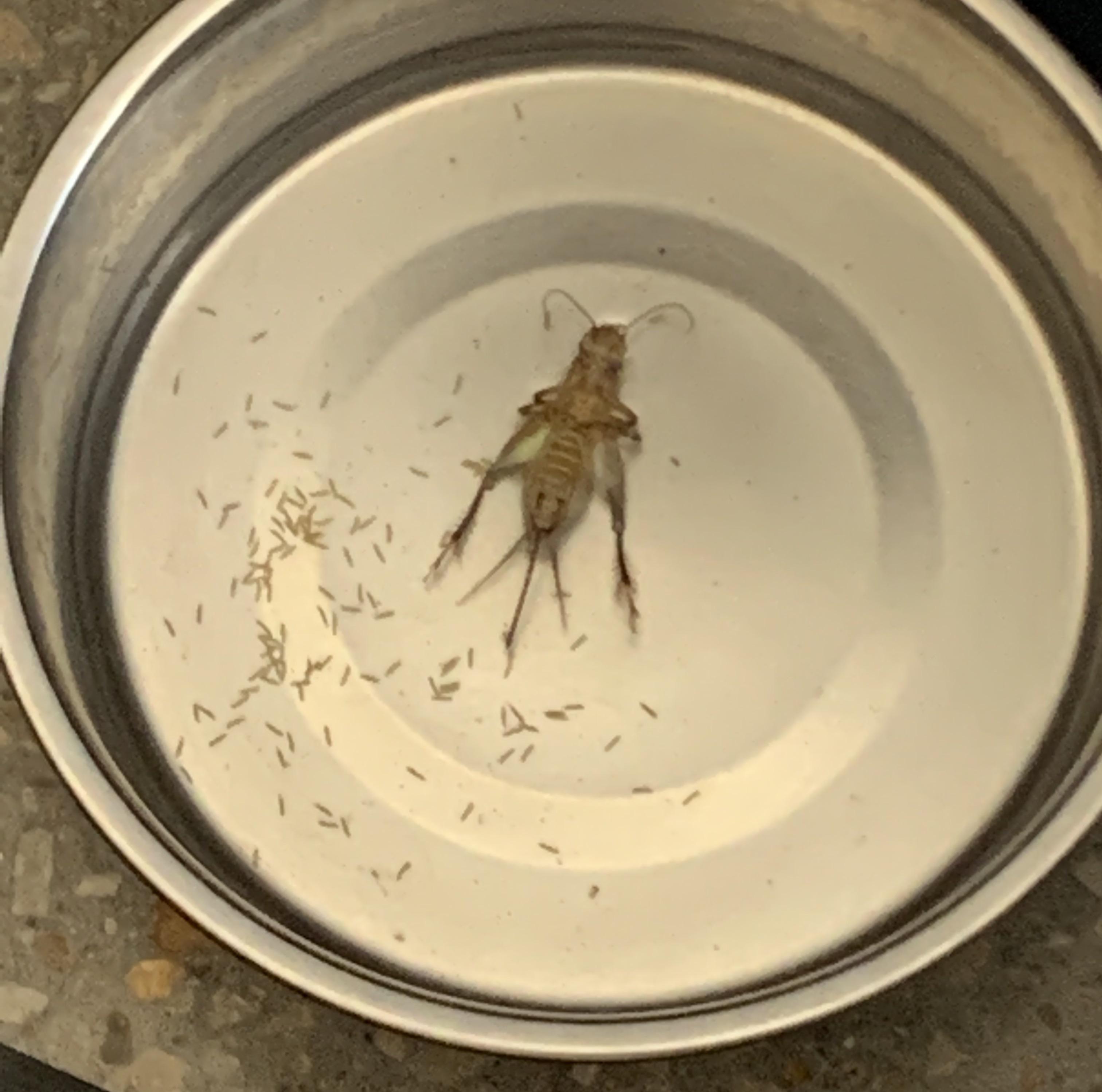 What the hell in my dogs water bowl? Did I have babies? 🤢 r/insects