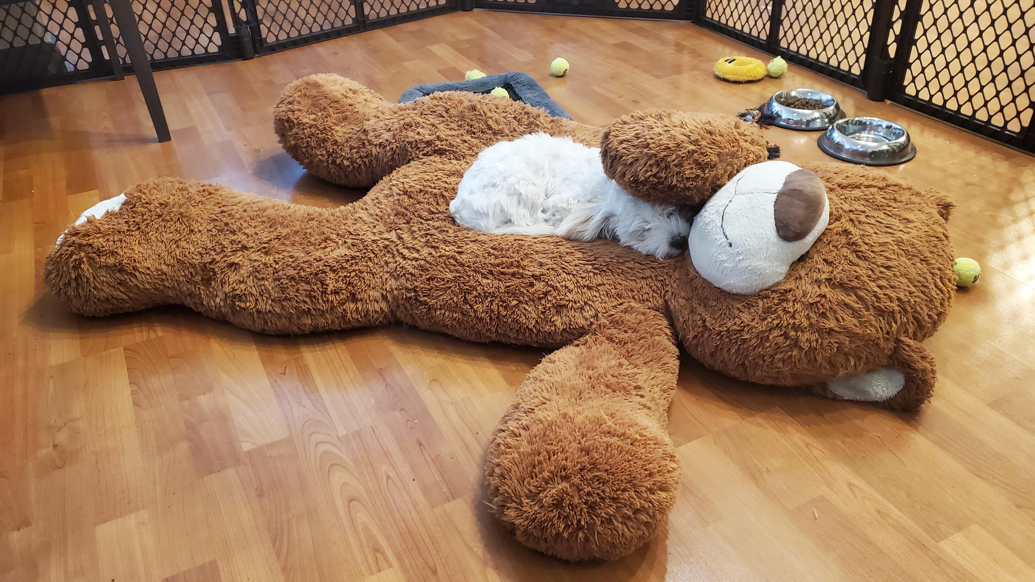 We bought our Havanese a dog bed... he prefers his teddy bear. This isn