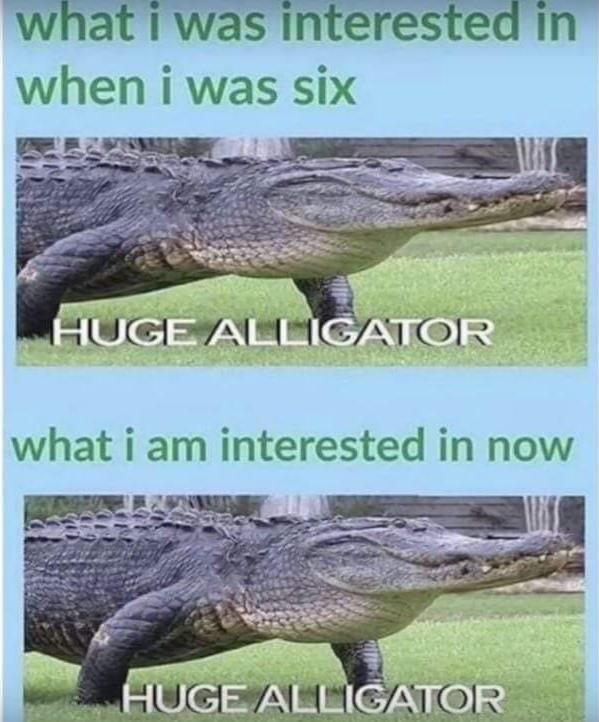 Huge alligator r/dankmemes
