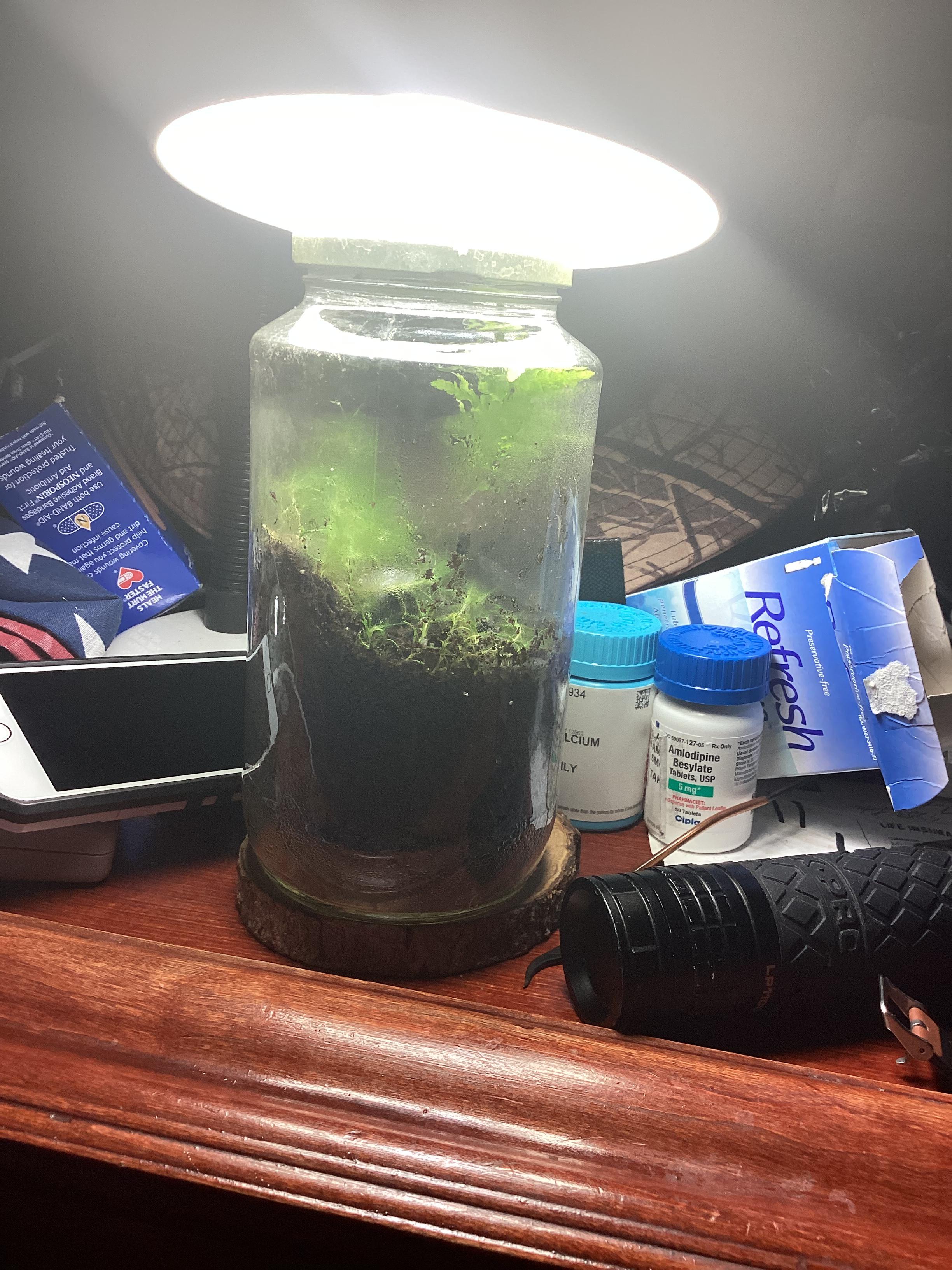 I made a terrarium with Spanish moss a piece of random moss and a fern