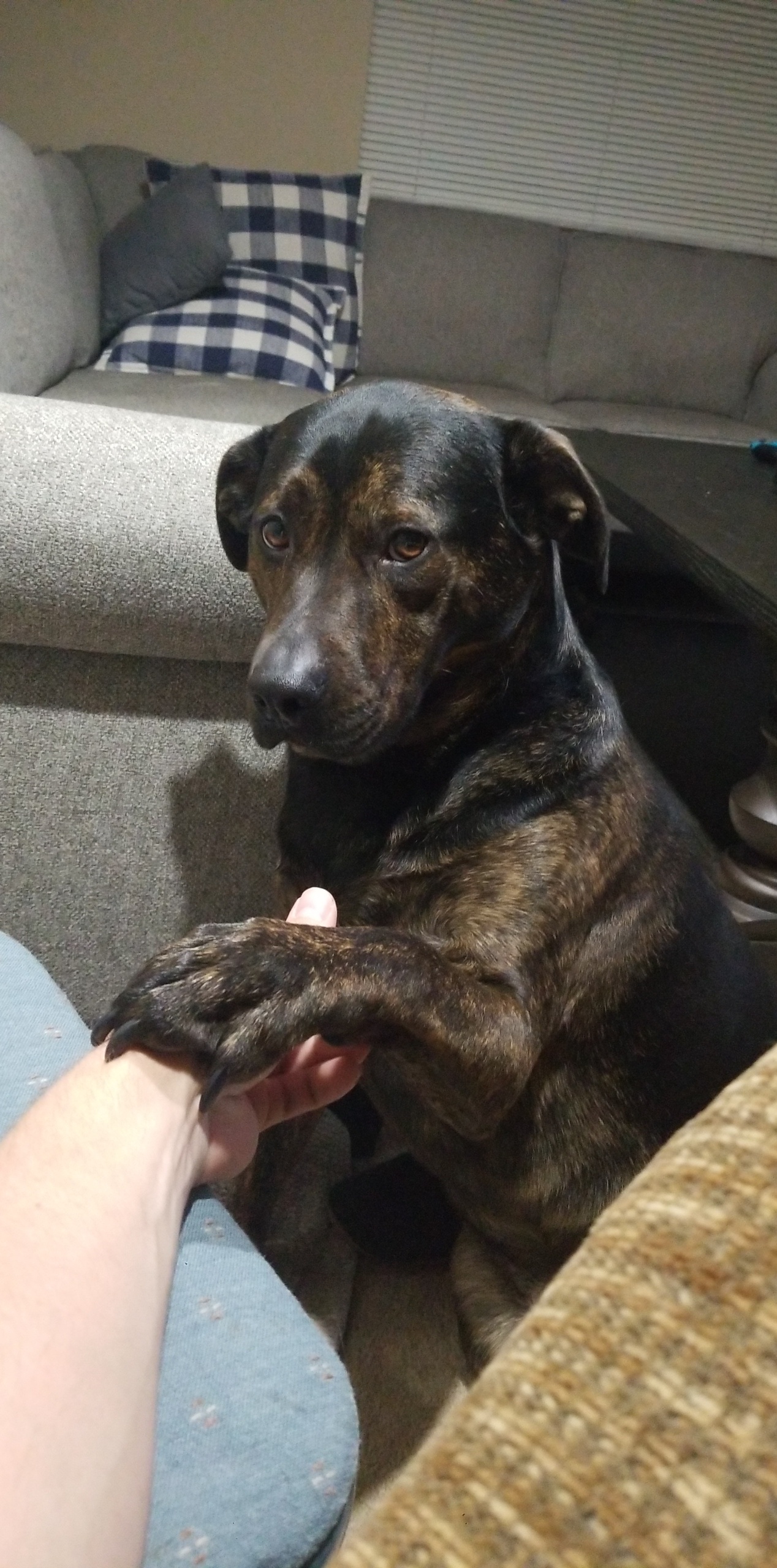 68 week old baby boy! Not sure what breed he is. He has a great sense