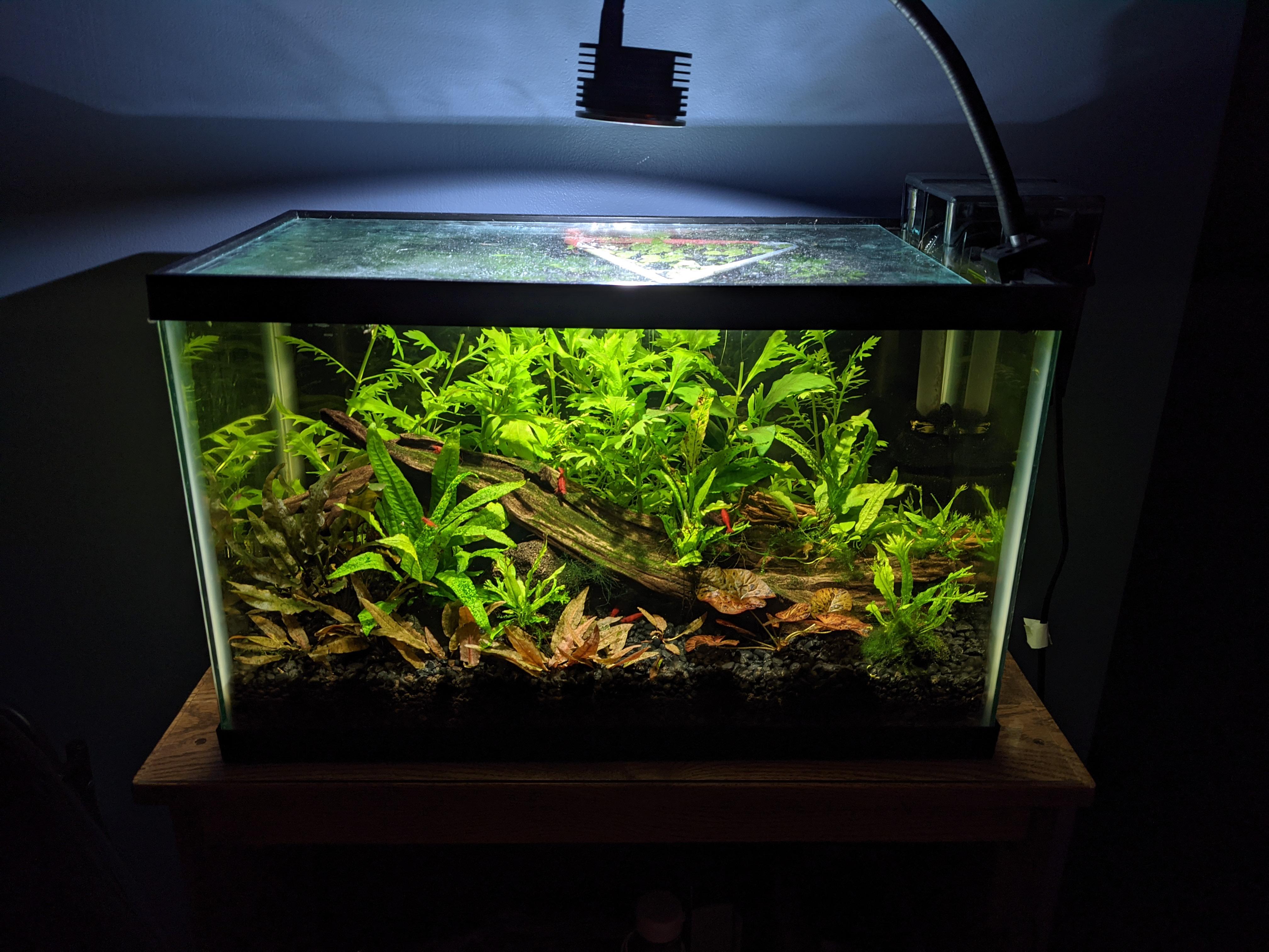 My quarantine 10 gallon shrimp tank5 months old! r/shrimptank