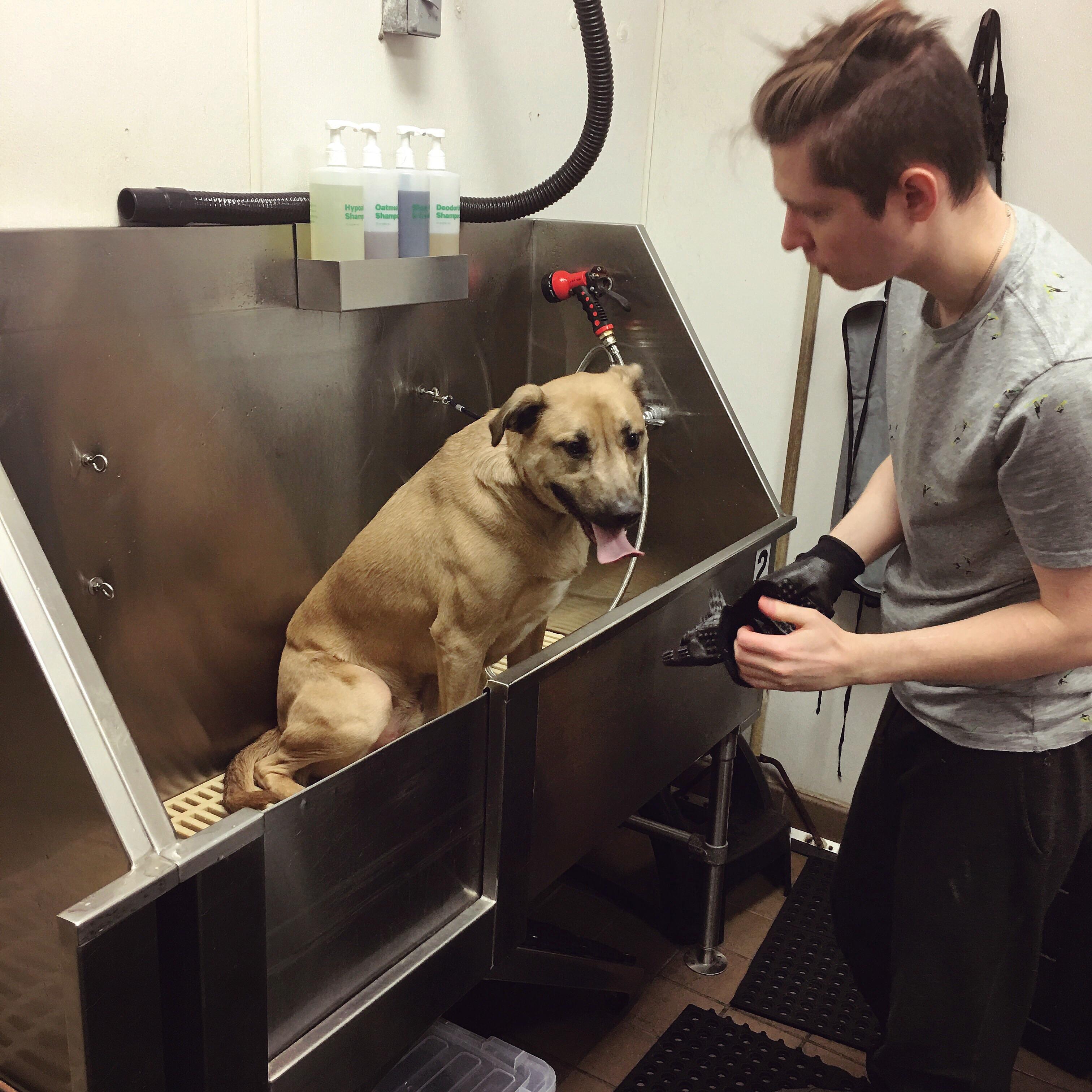 Once we found out about our pet store’s doggy bath stations we’ll never