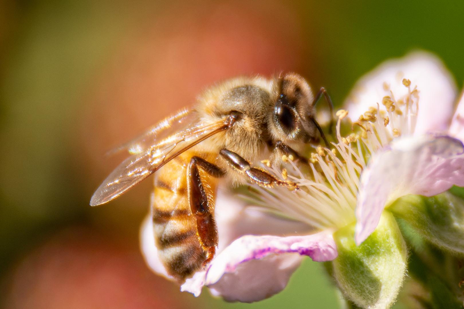 Honey bee helping my blackberries grow. Also yes it does look like hair