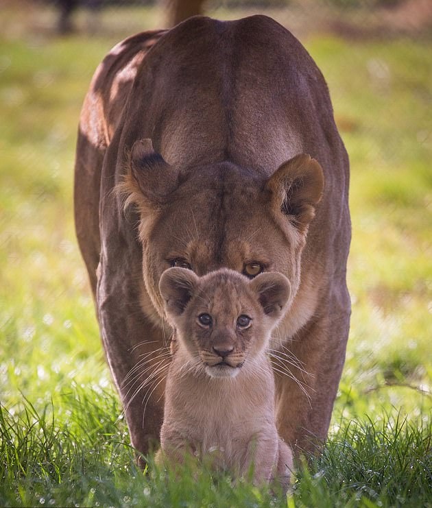 Baby Lion With Mom