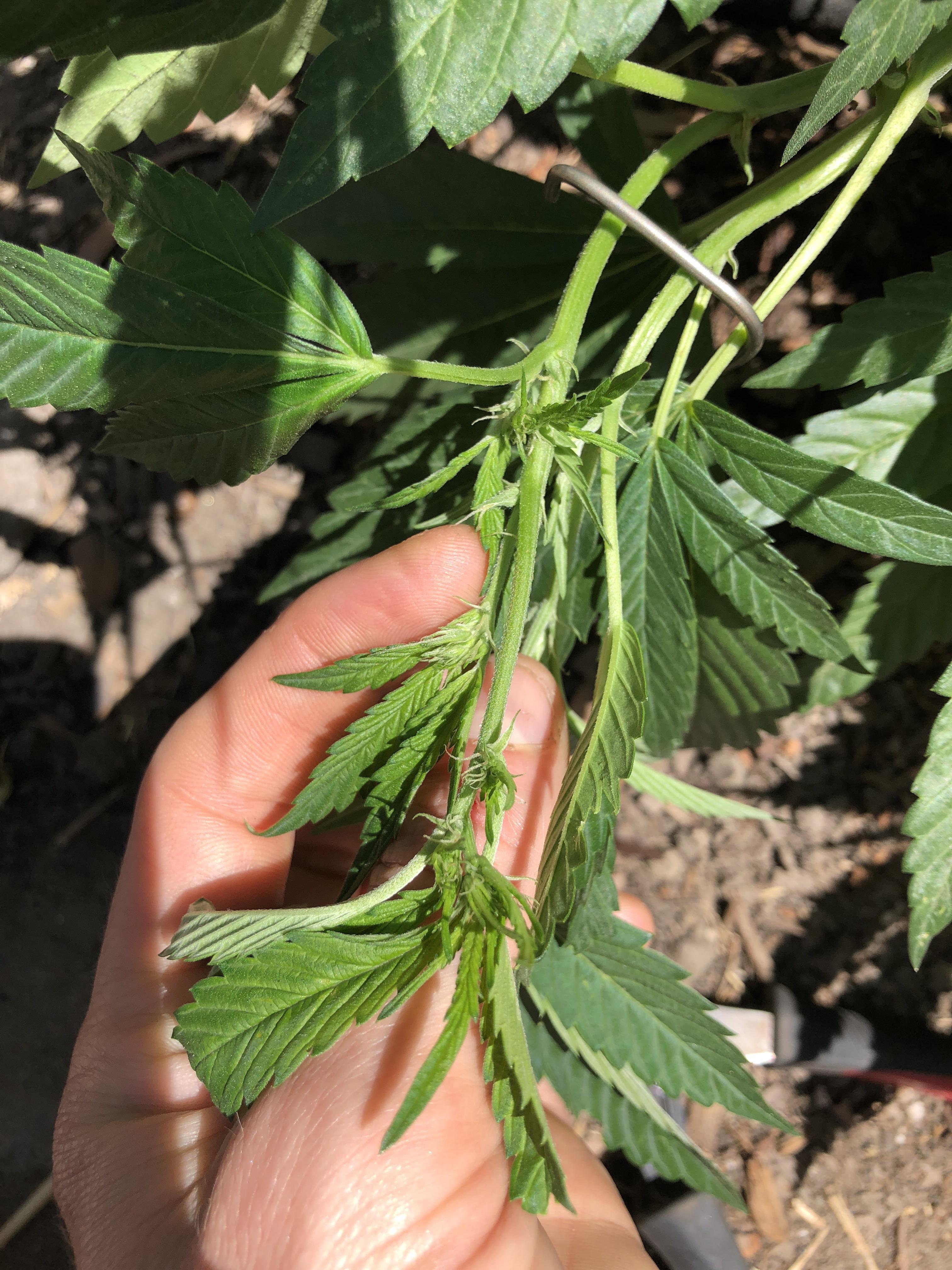 Flowering too early? Fire OG clone 55 days in the ground, Zone 10a, 14.