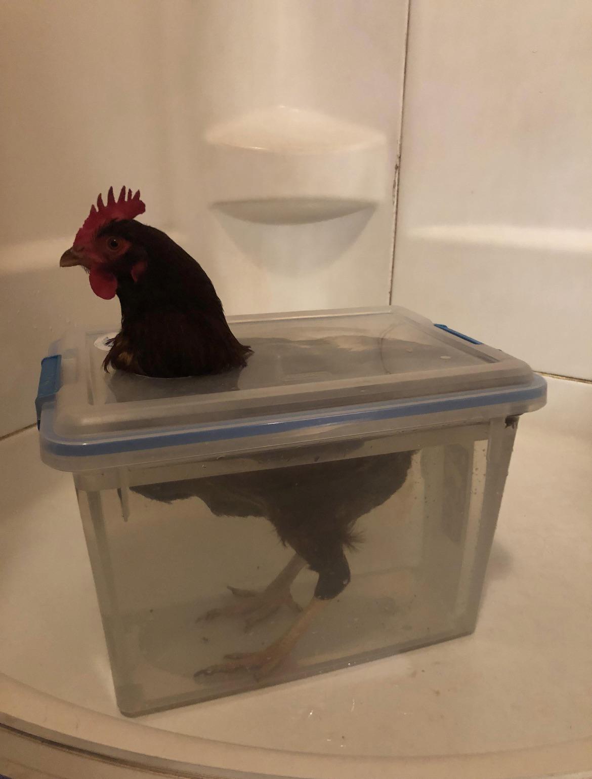 Soaking your egg bound hen in Epsom Salt redneckengineering