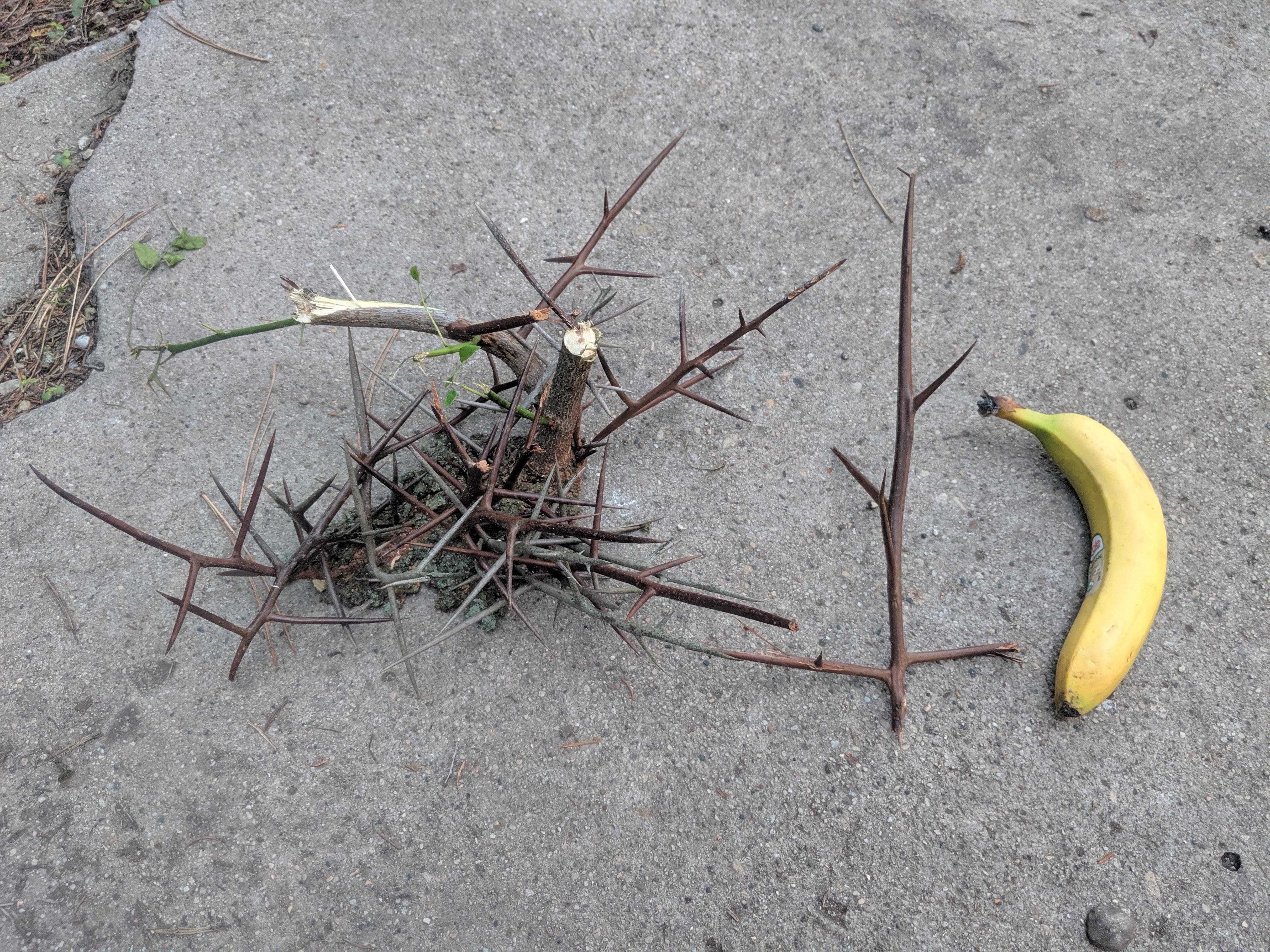 The thorns that grow on the trunks of some Honey Locust trees (very