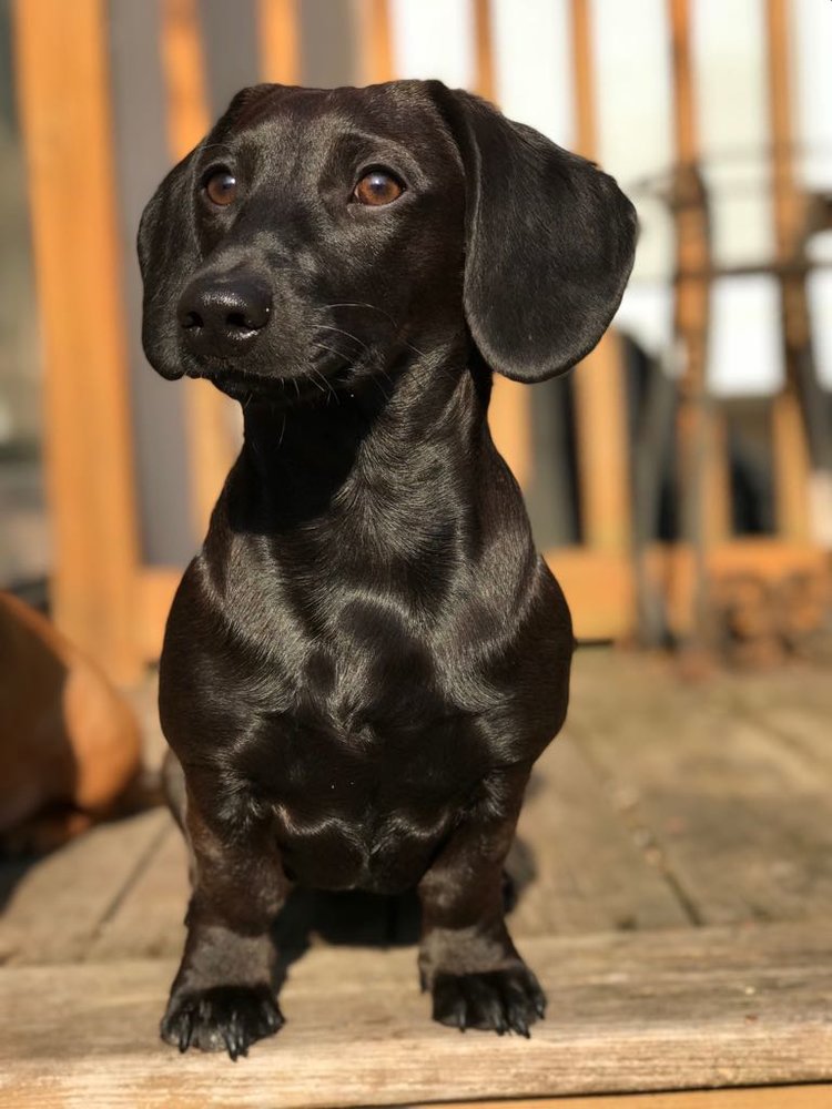 Shiny Coat! r/Dachshund