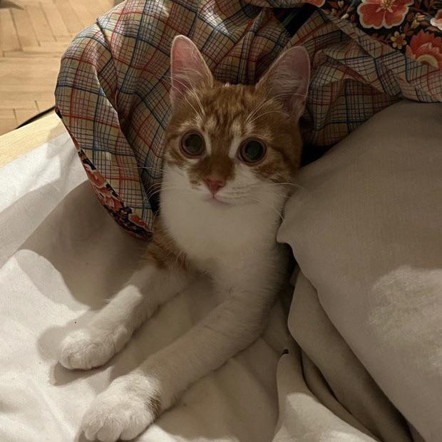 What are your ways to tire your cat out and deal with nocturnal zoomies? r/cats