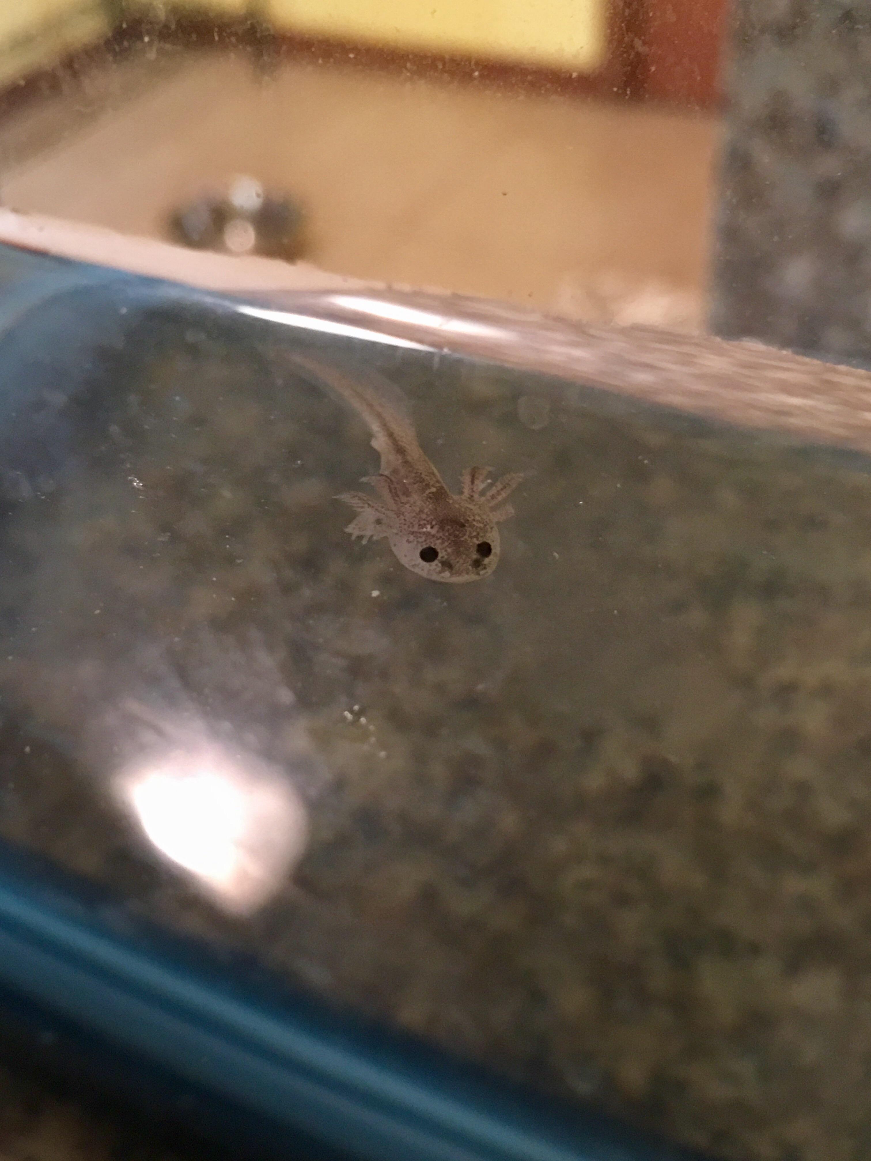 Here is another shot of Ghost the Axolotl! aww