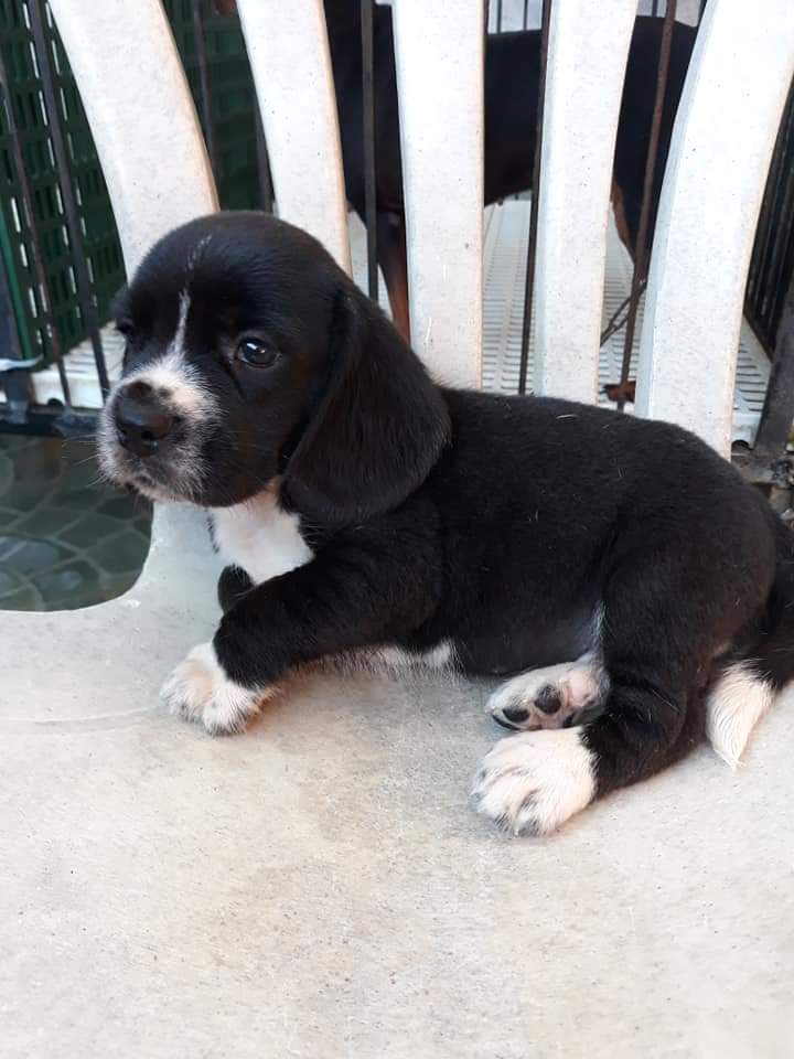 Rare Black and White colored pure Bred Beagle beagle