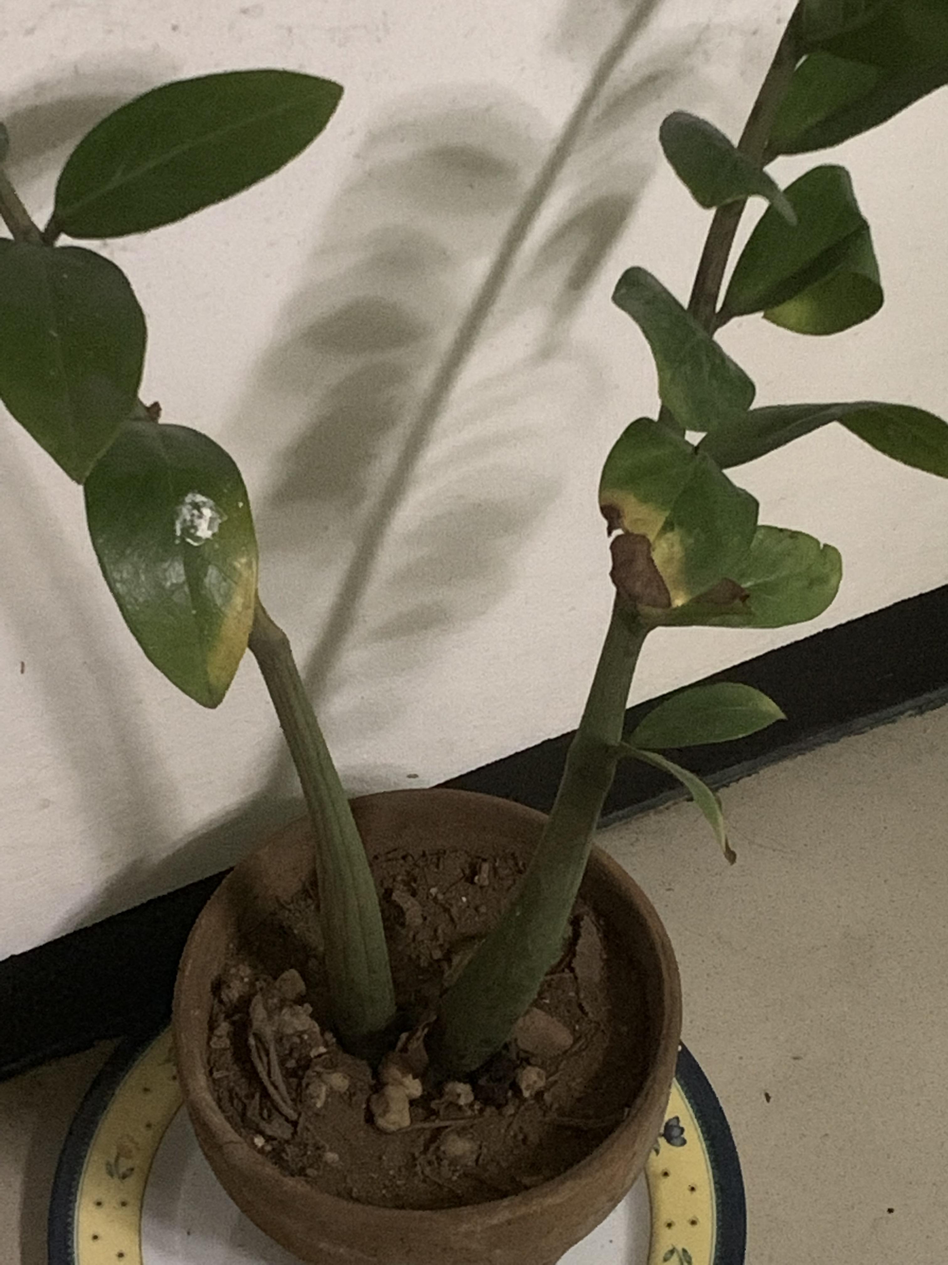 ZZ starting to get yellow leaves and stalks. Not even watering it so I