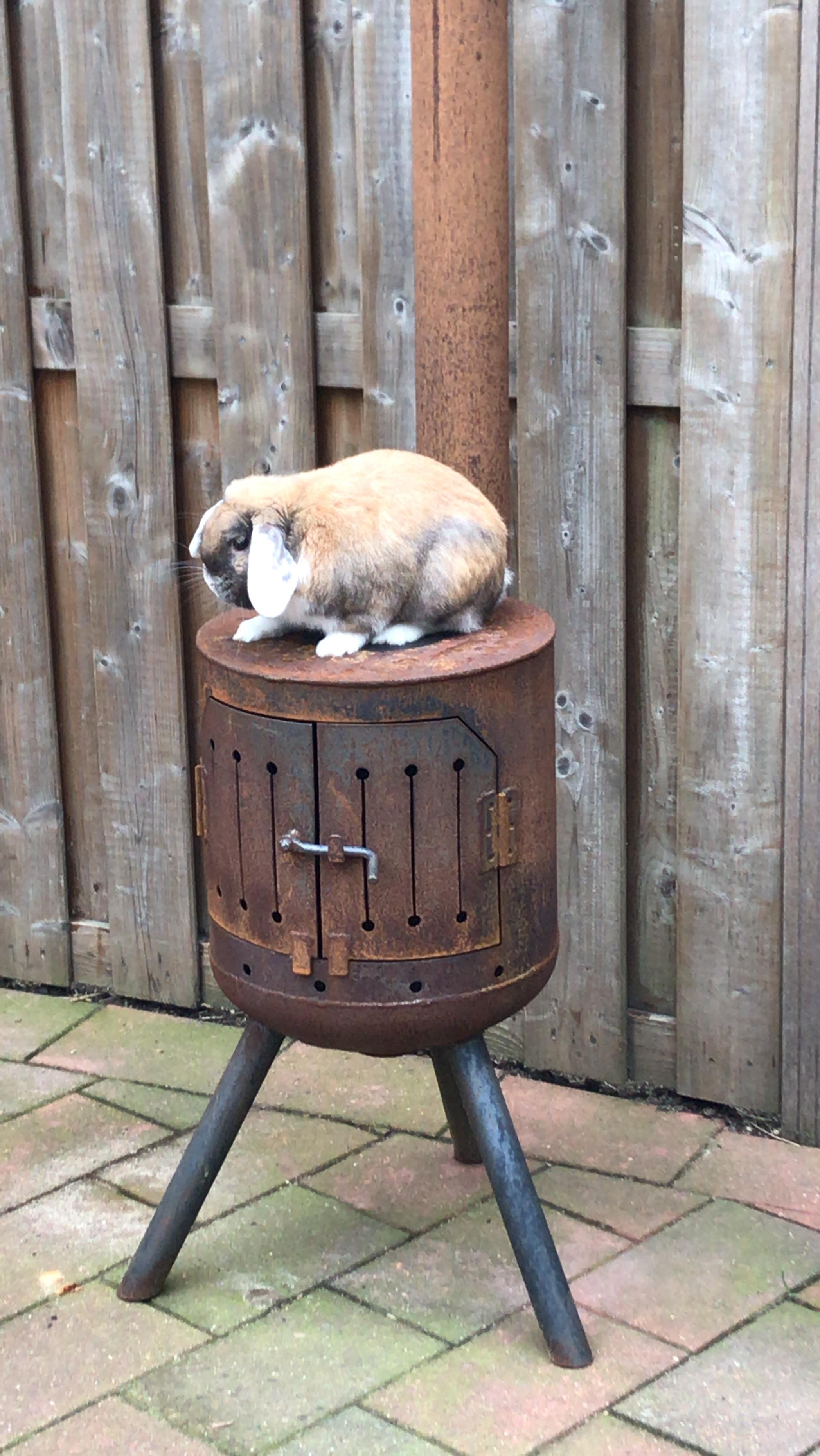 On top of the stove r/Rabbits