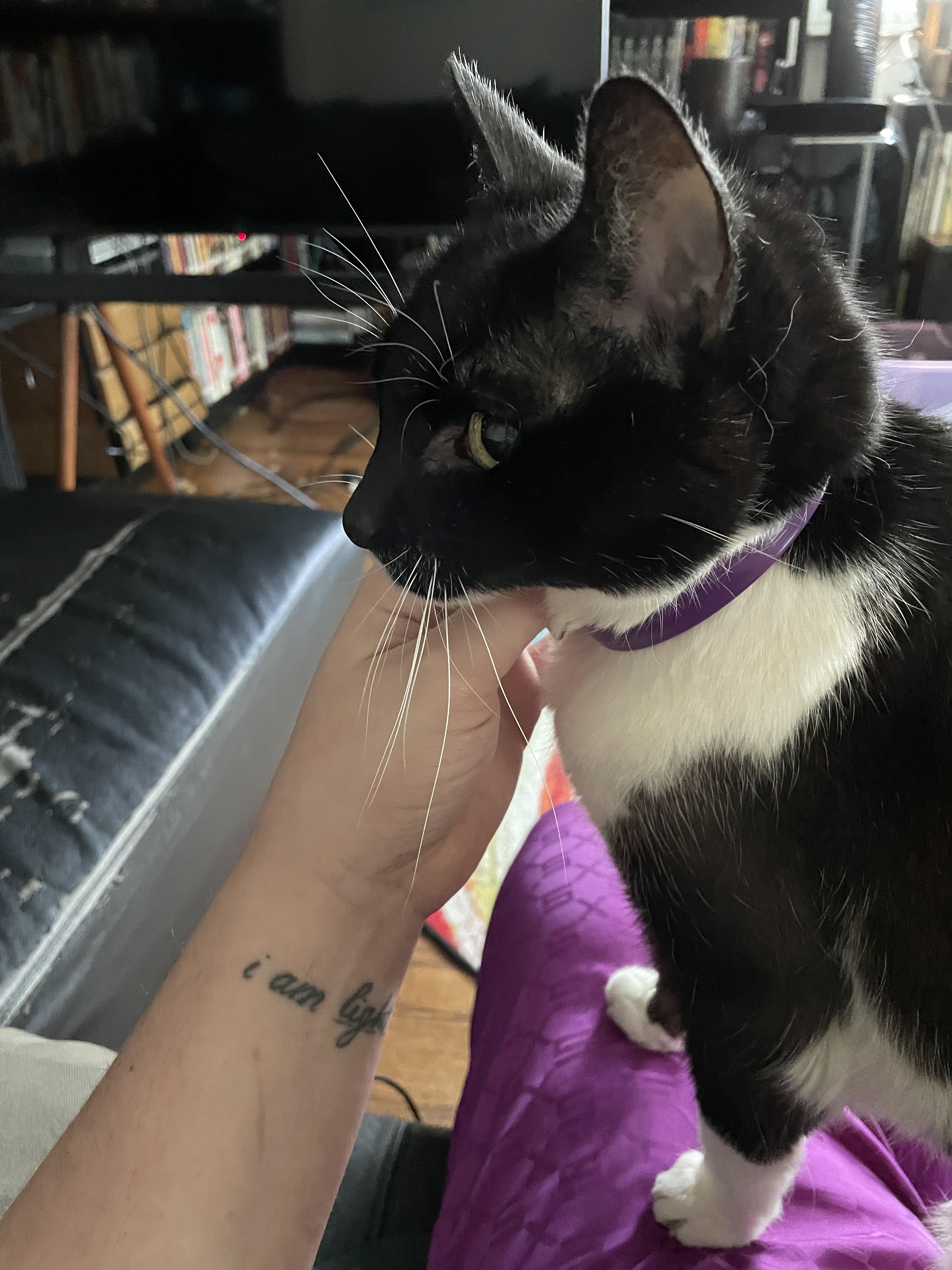 Didn’t realize that I got pants to match my cat’s collar r/TuxedoCats