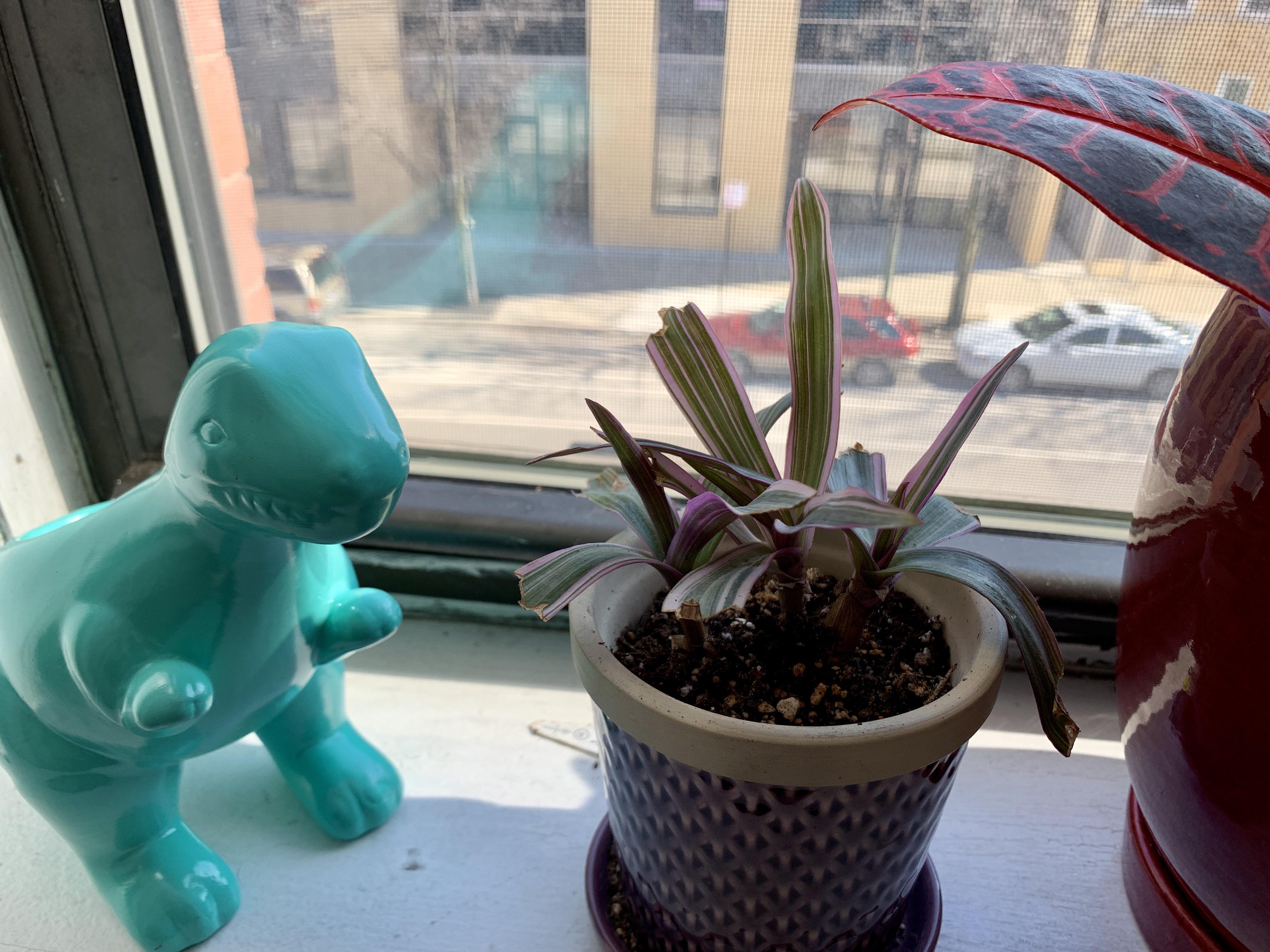Sad discount store find. What is this plant? Not the TRex, he was