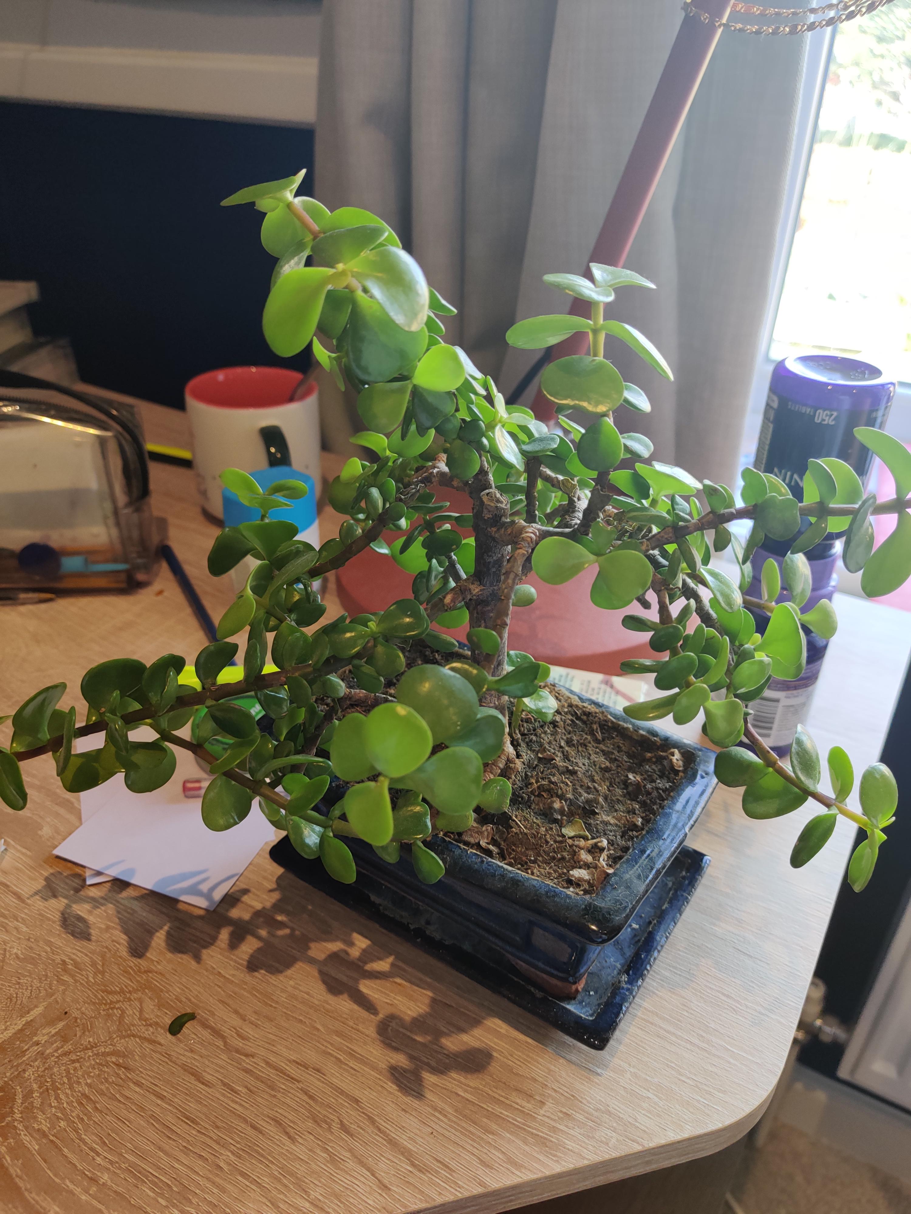 bonsai tree seems to be drooping and leaves are falling off, what am i doing wrong? r/plantclinic