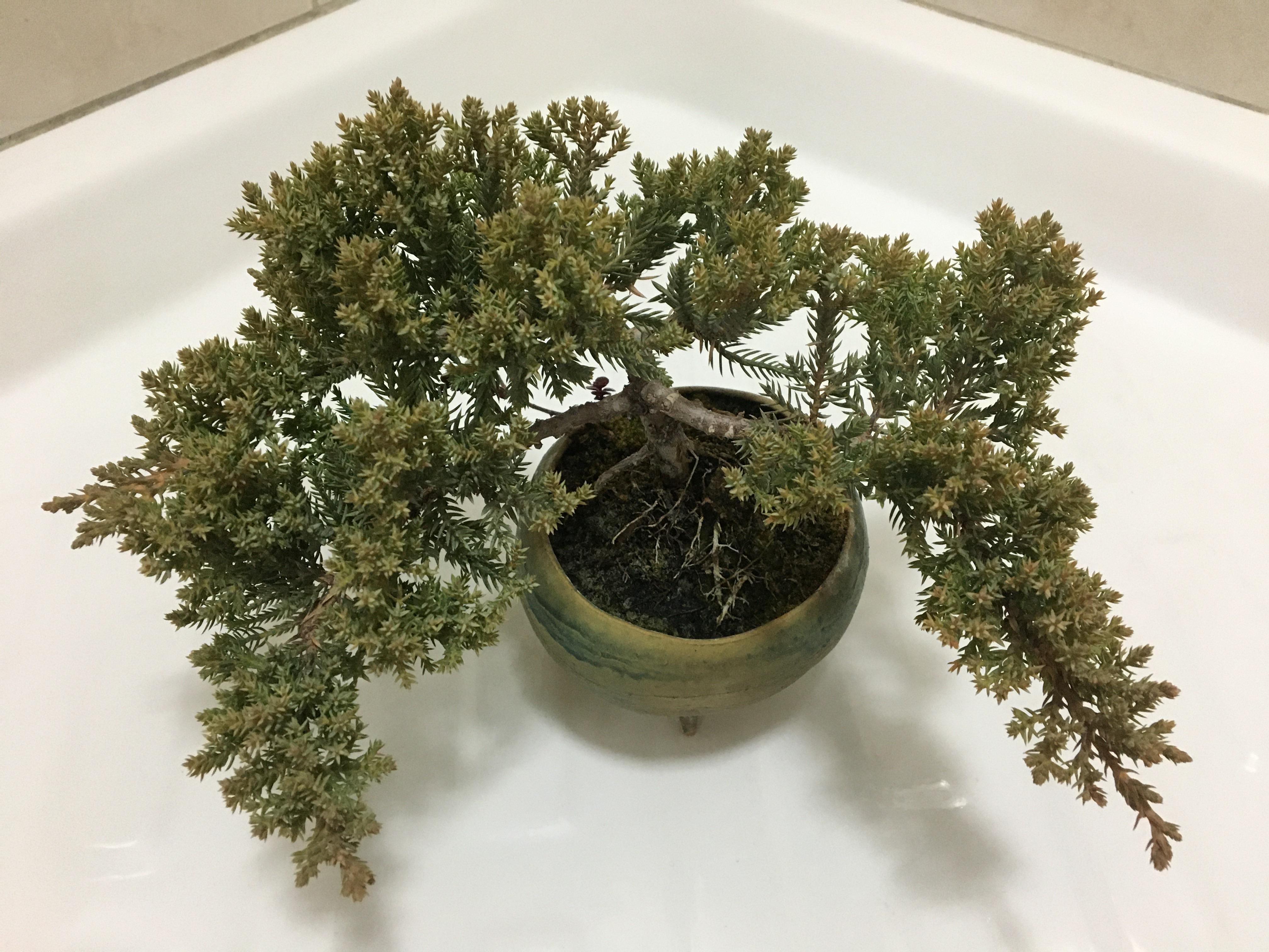 Should I be afraid of Juniper's yellow tips? r/Bonsai