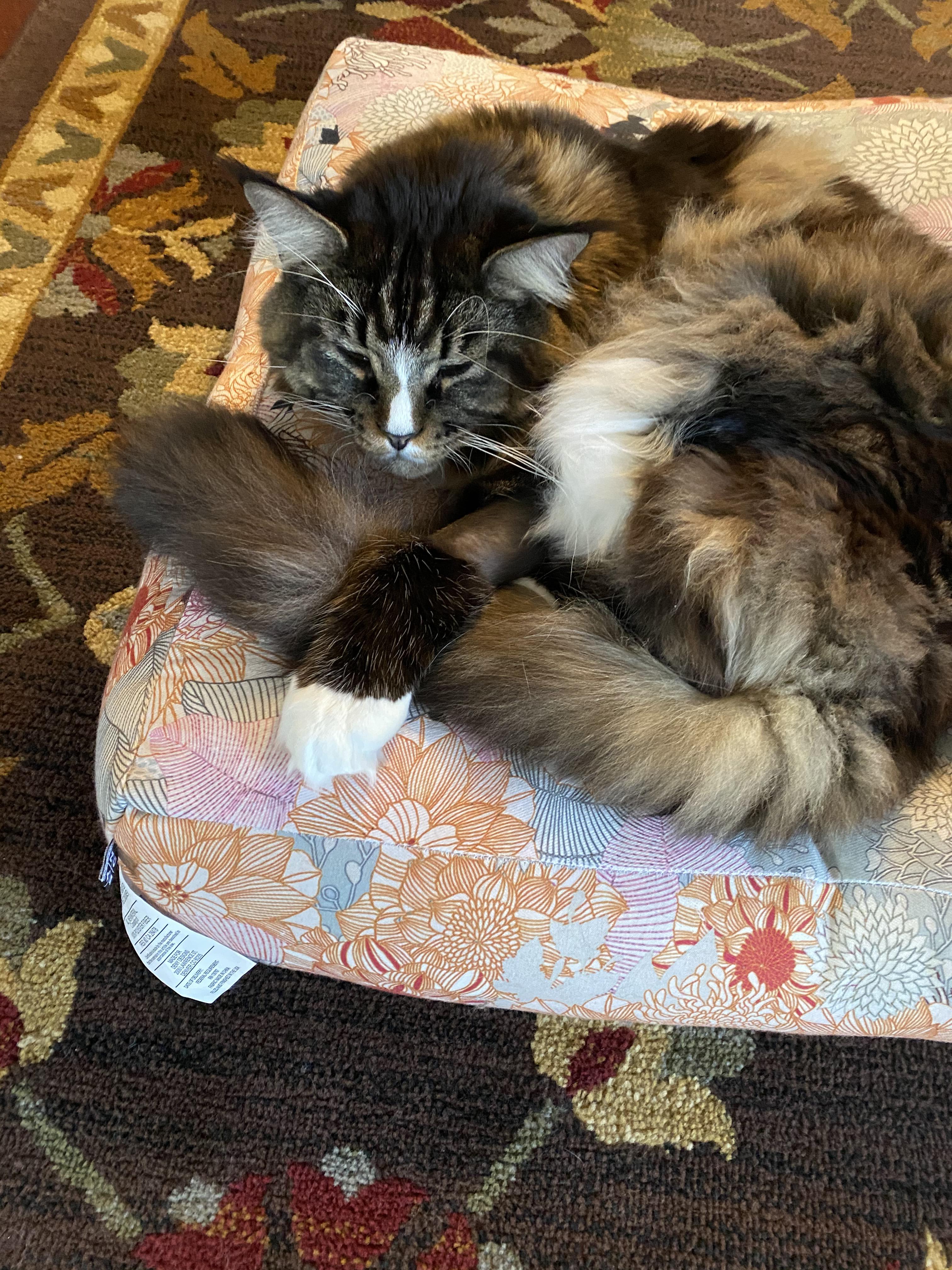 Does your Maine Coon grab his own tail when sleeping? r/mainecoons
