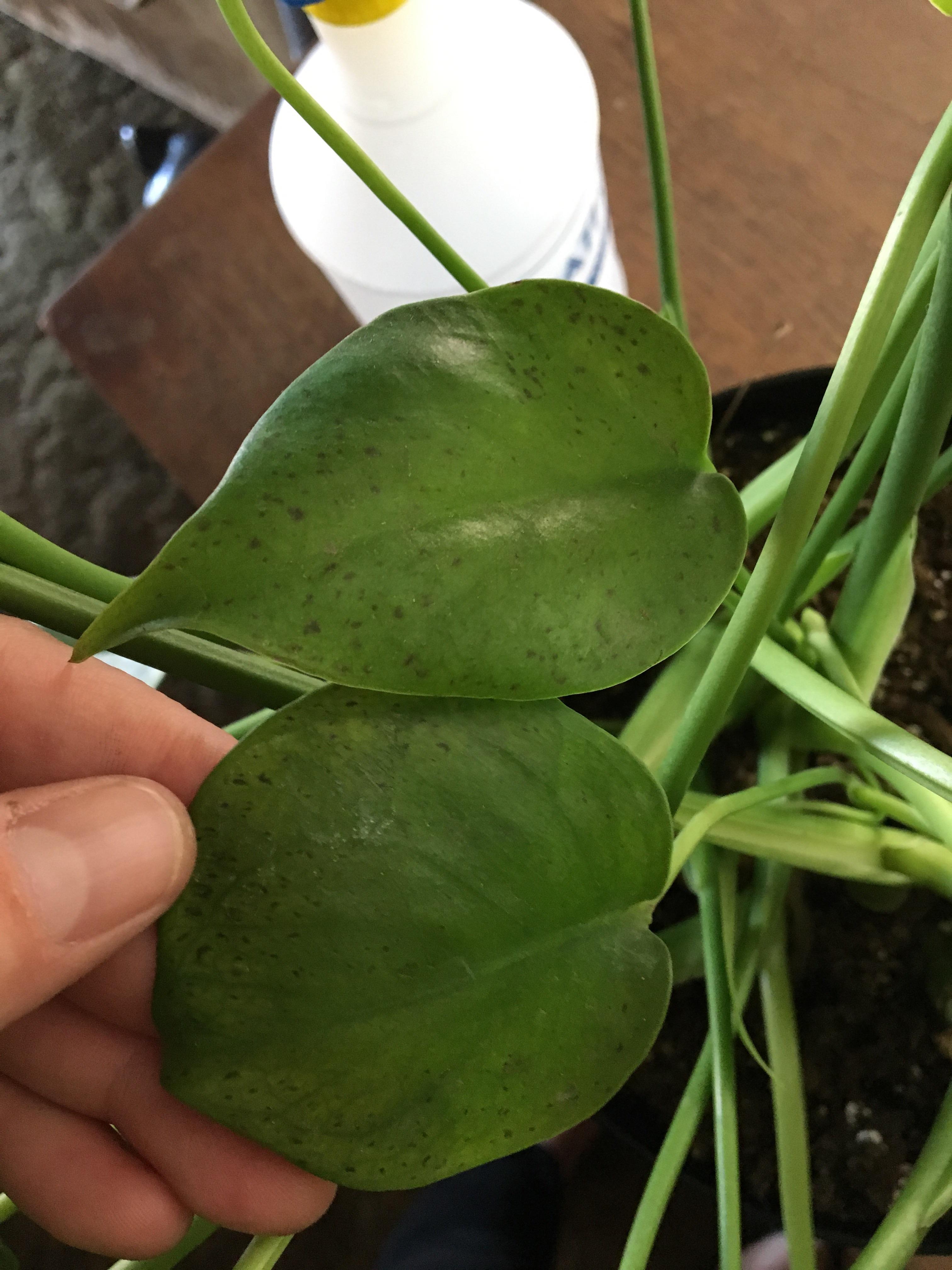 Monstera Brown Spots Under Leaves / Thrips have caused a lot of my