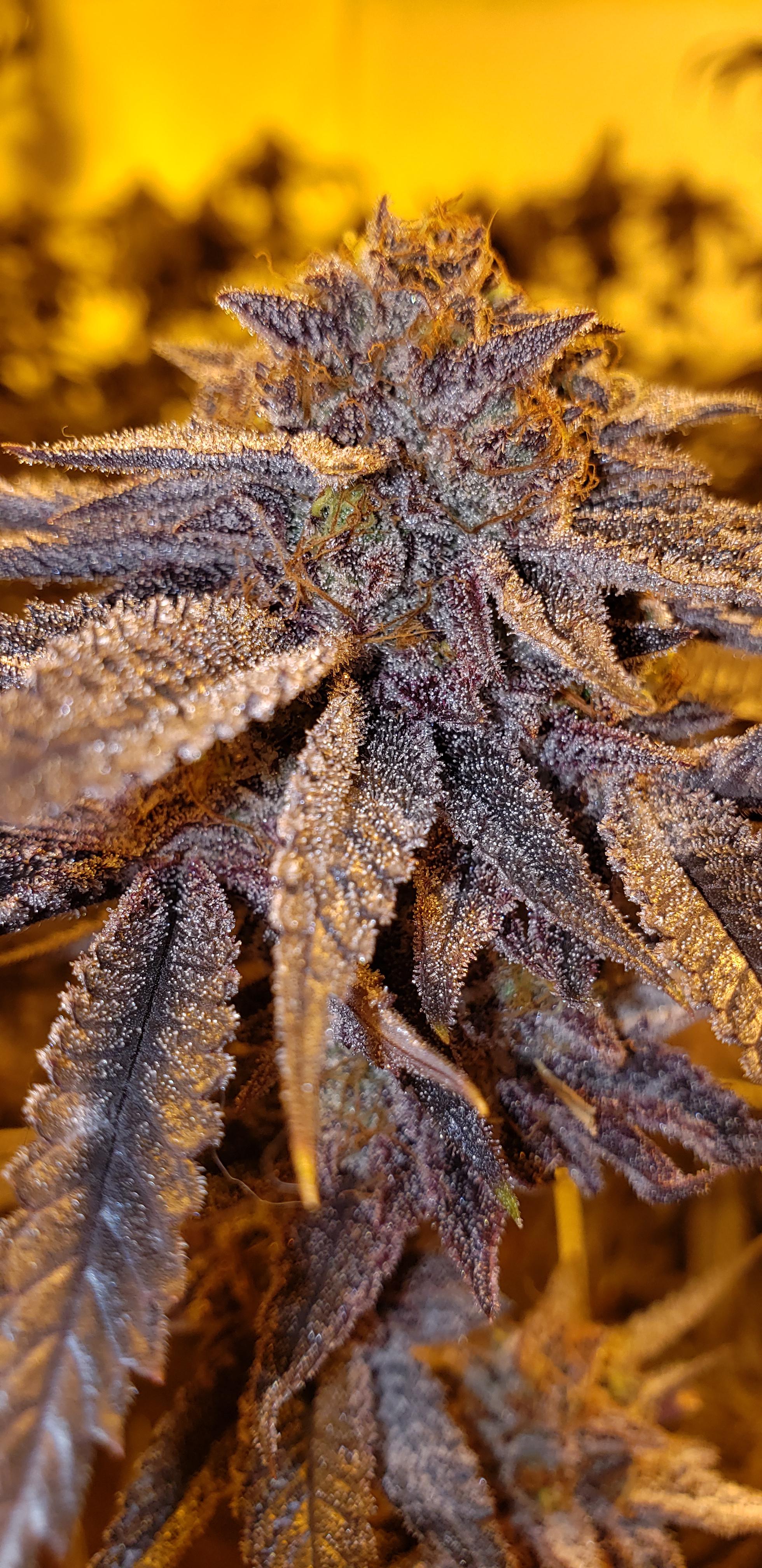 GMO X banana punch by symbiotic Craftmarijuana