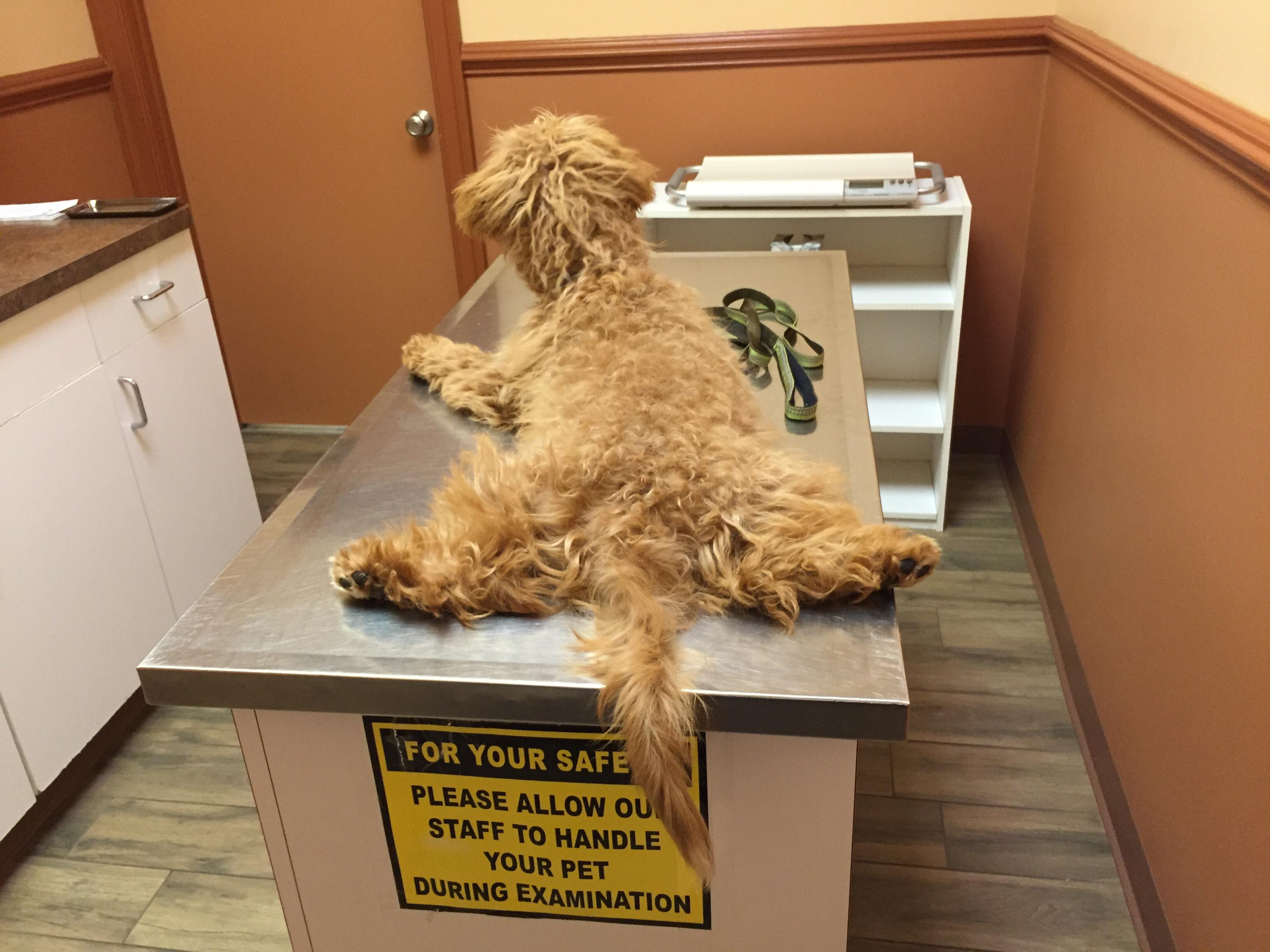 Our first vet visit. r/pics