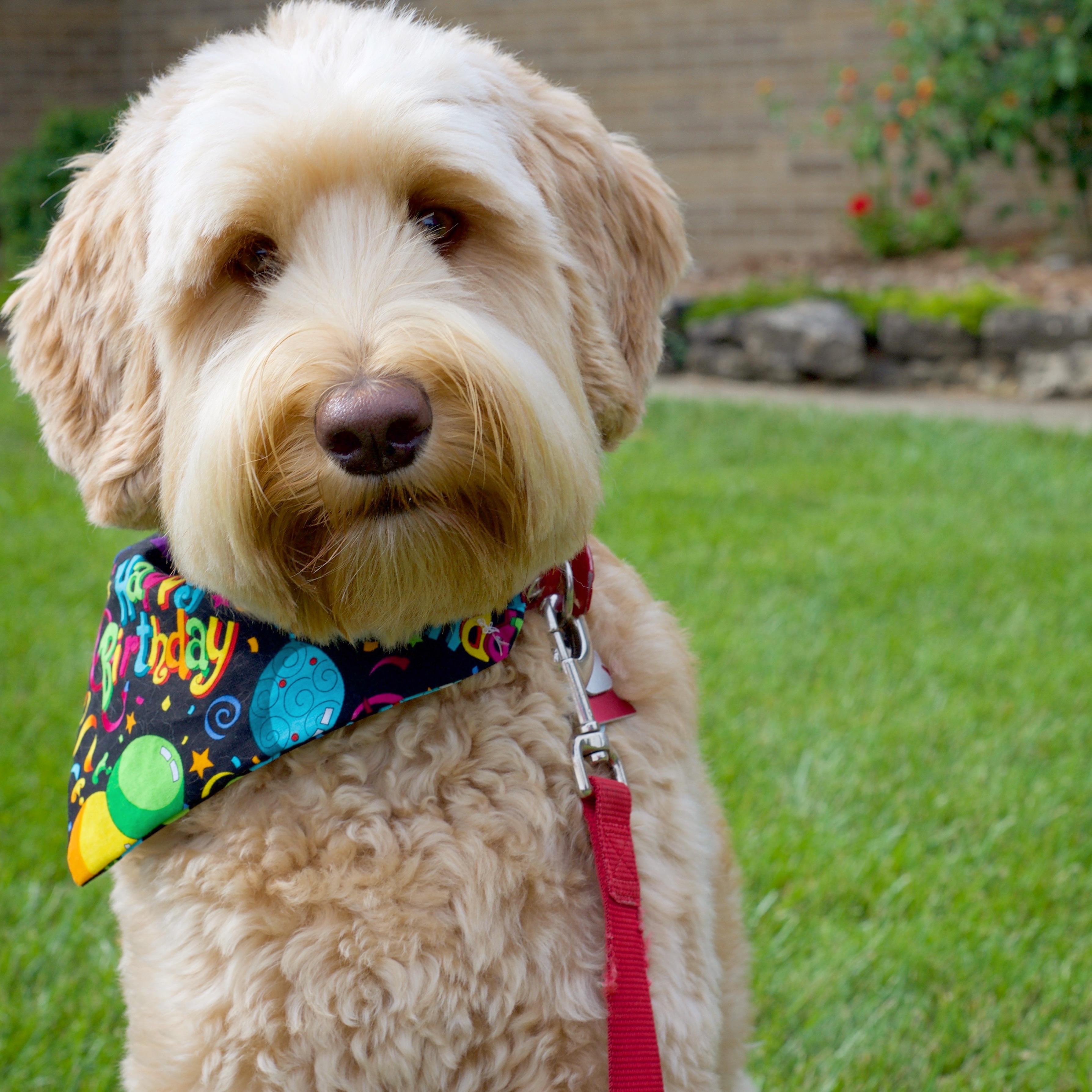 This Is Ludo Named After Ludo Bagman Anyone Else Have Other