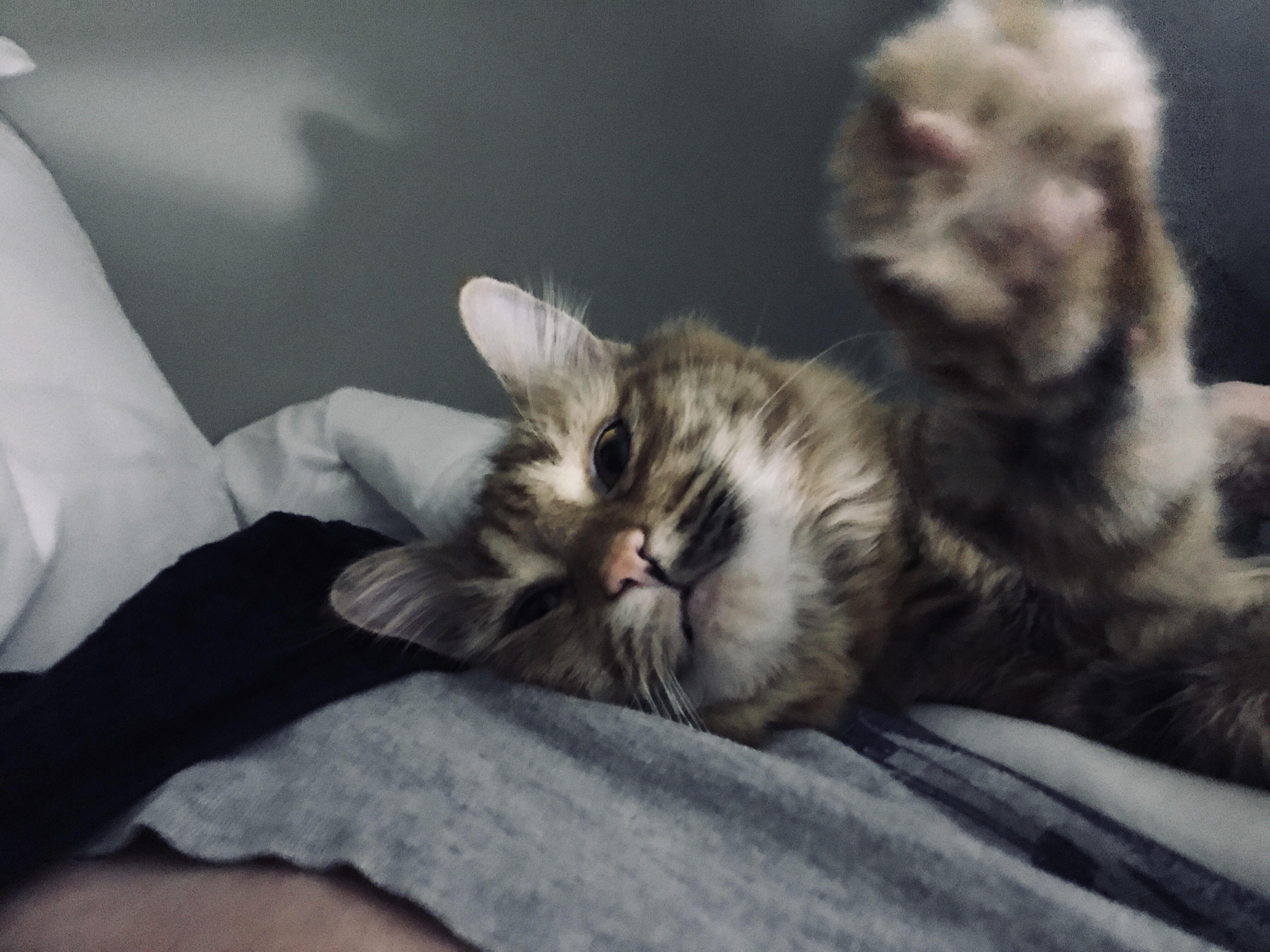 This is Clementine. She does this every morning when I get home from