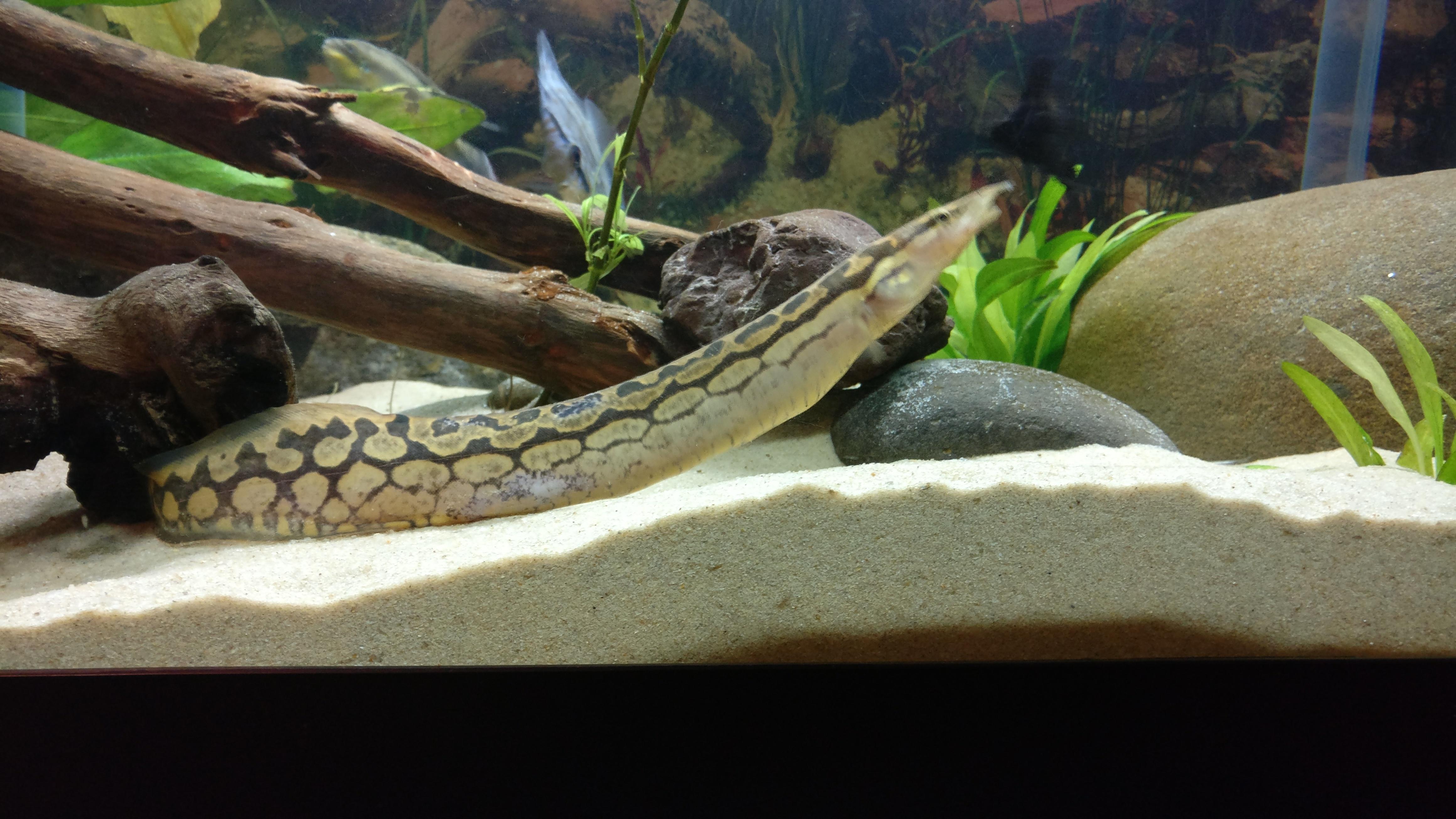 Tire Track Eel