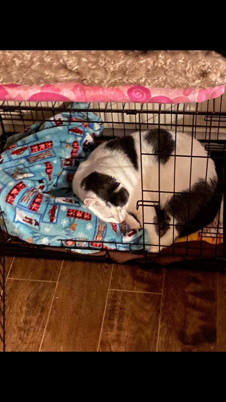 No respect! Sleeping in the dogs crate. r/cats