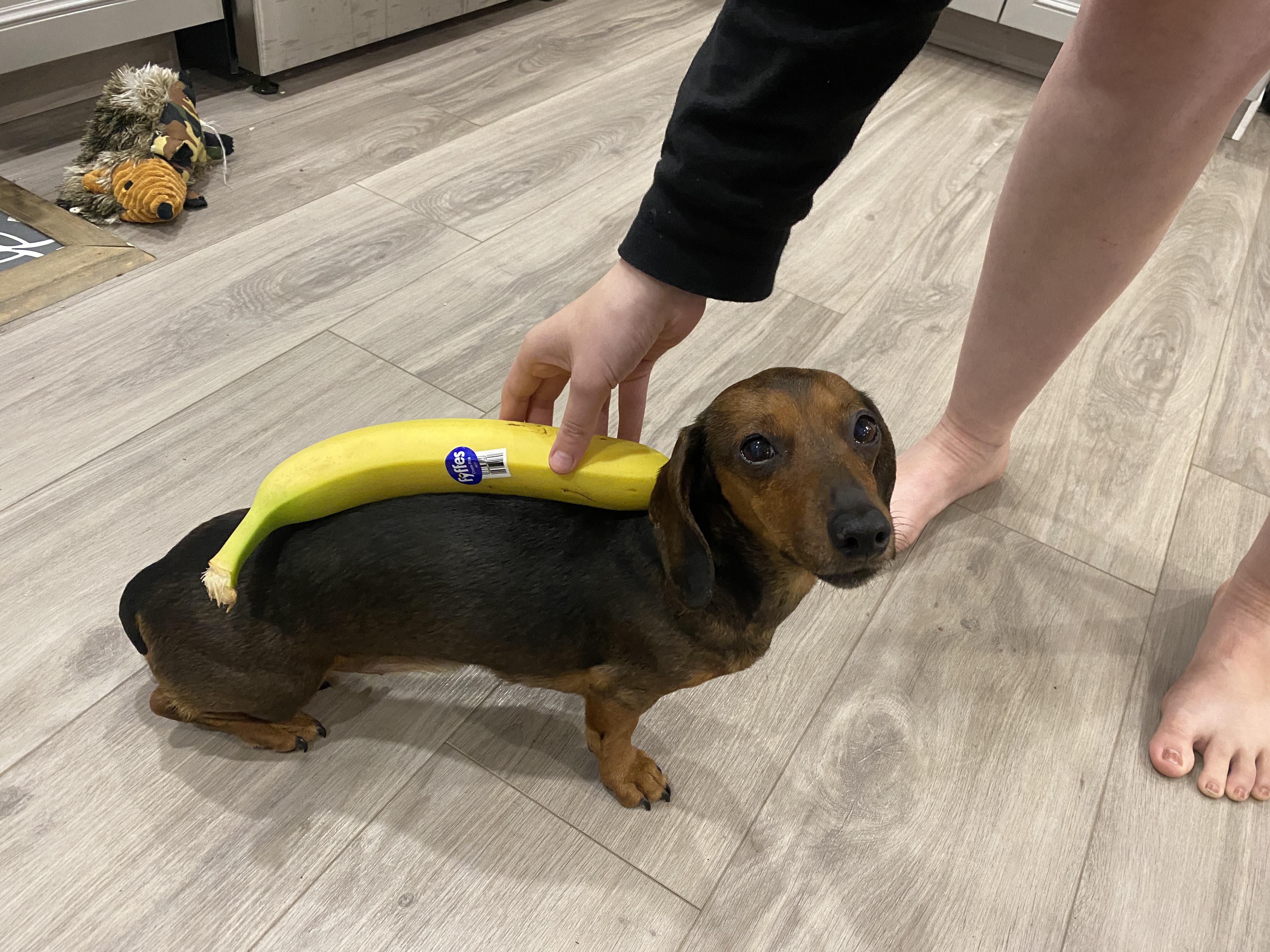 Banana with wiener dog for scale r/BananasForScale