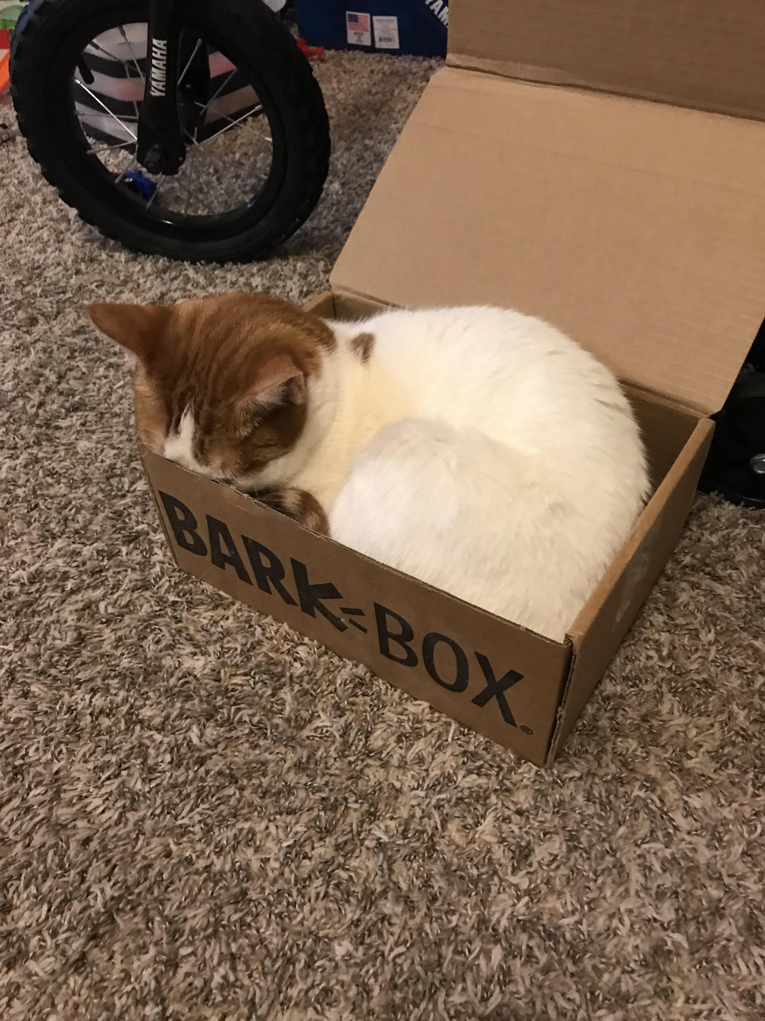 Bark box bun! Catbun