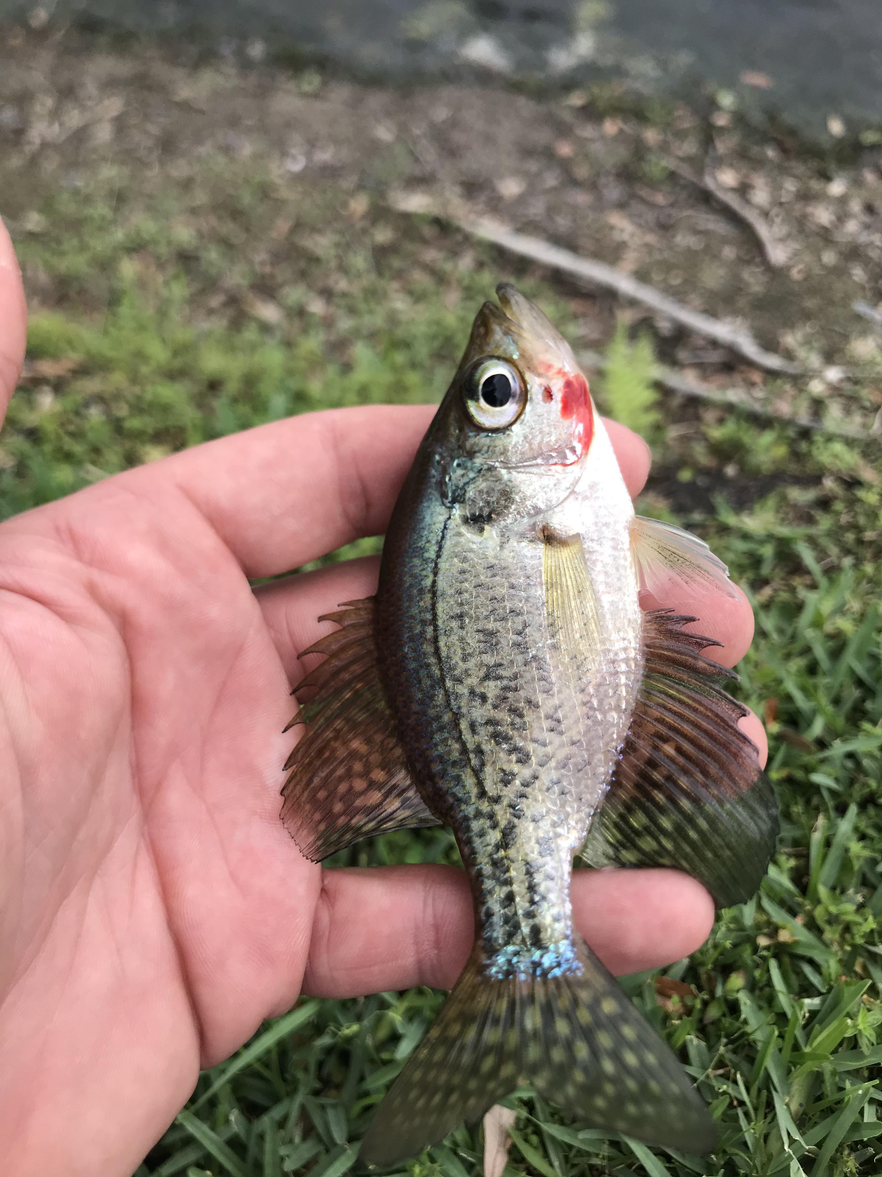 1 inch Gulp! Minnows outfish live bait for me consistently r/MicroFishing