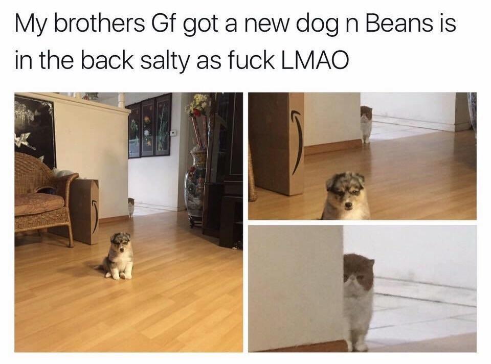 Prepare memes