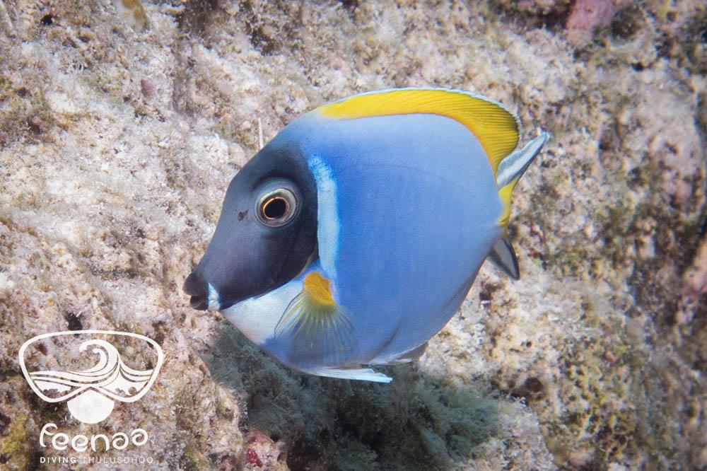 Powder Blue Tang The cuties are always the most territorial r/scuba