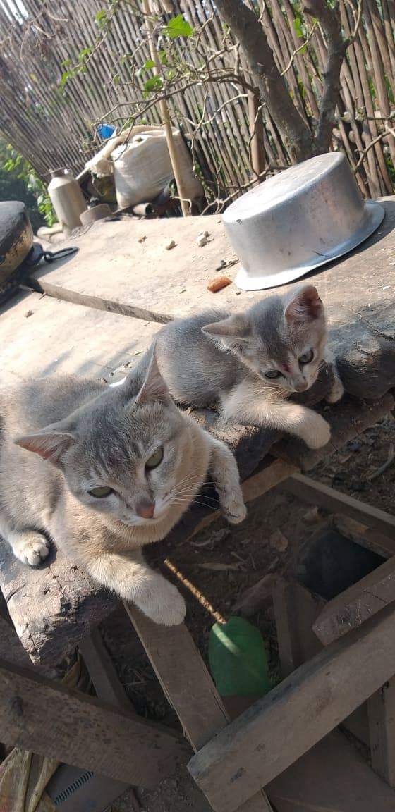 Cats of Nepal aww