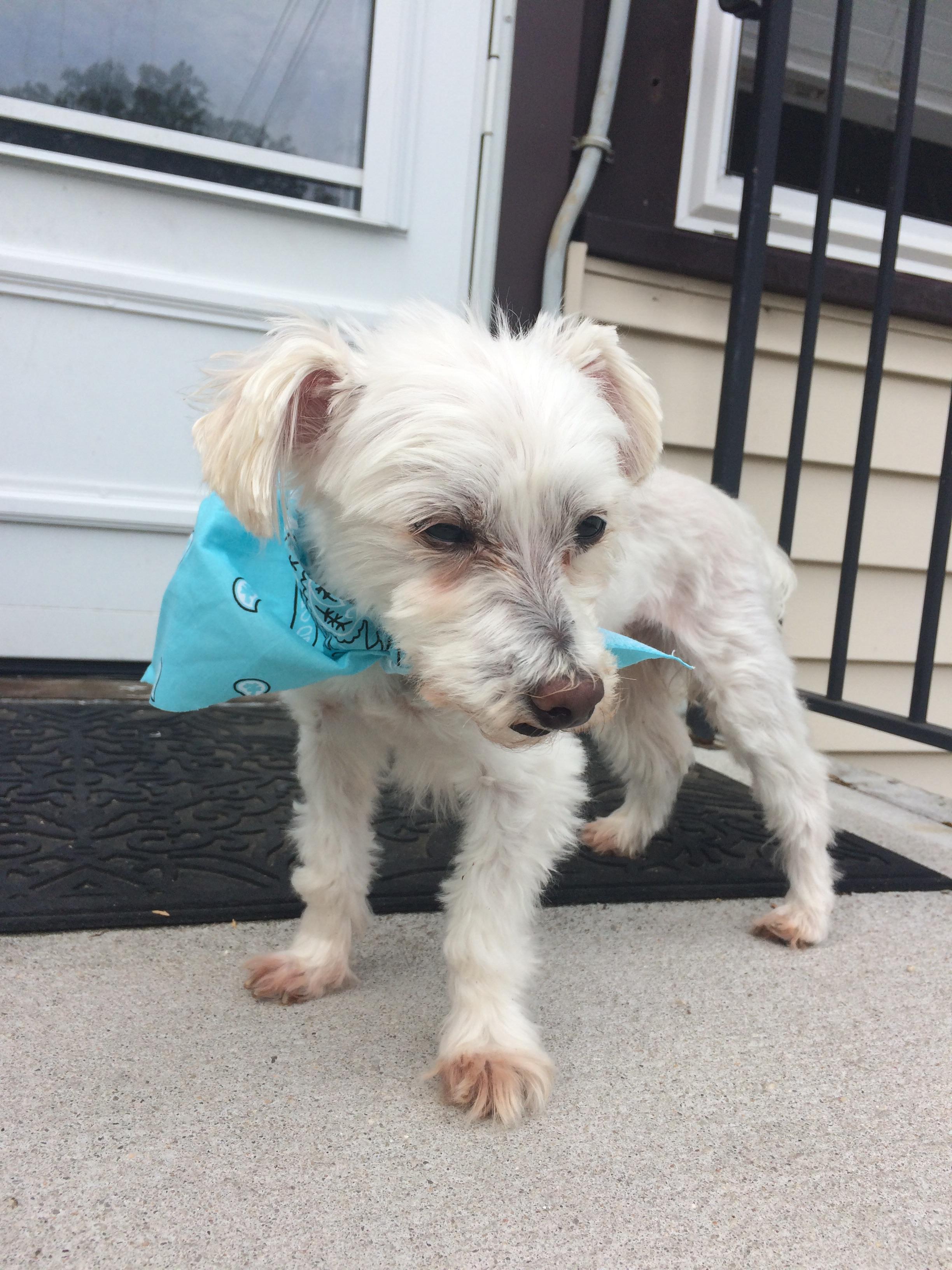 Meet Mojo! I adopted this sweet little 10 year old Maltese mix over the