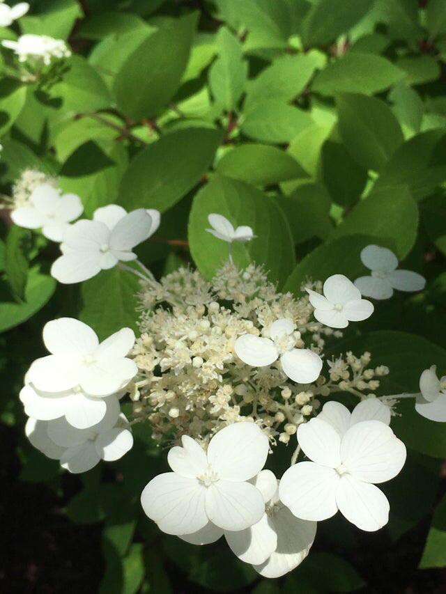 What is this plant/flower? In Massachusetts. r/whatsthisplant