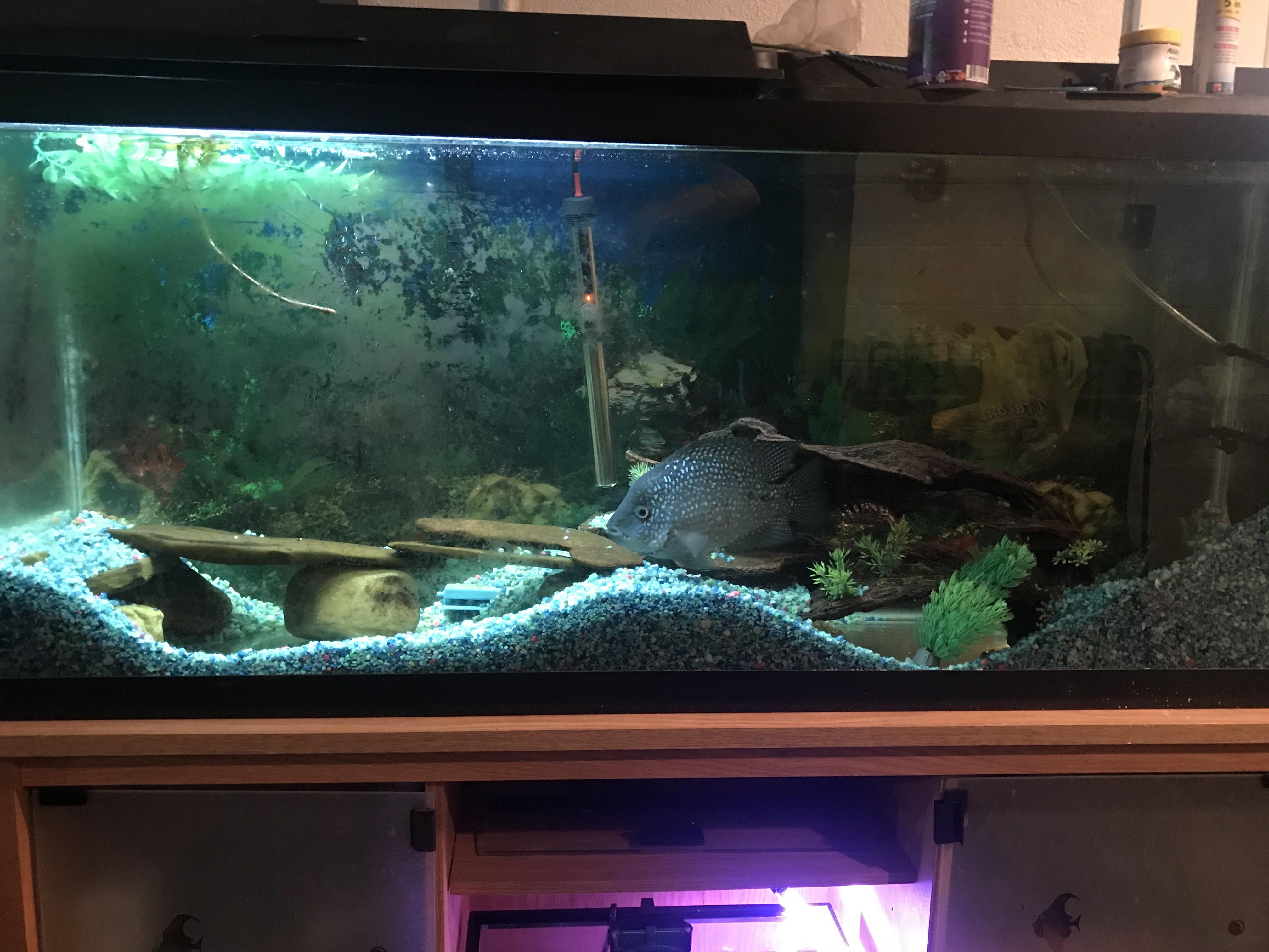 I need to clean her tank and gravel.. but she spent so long making her
