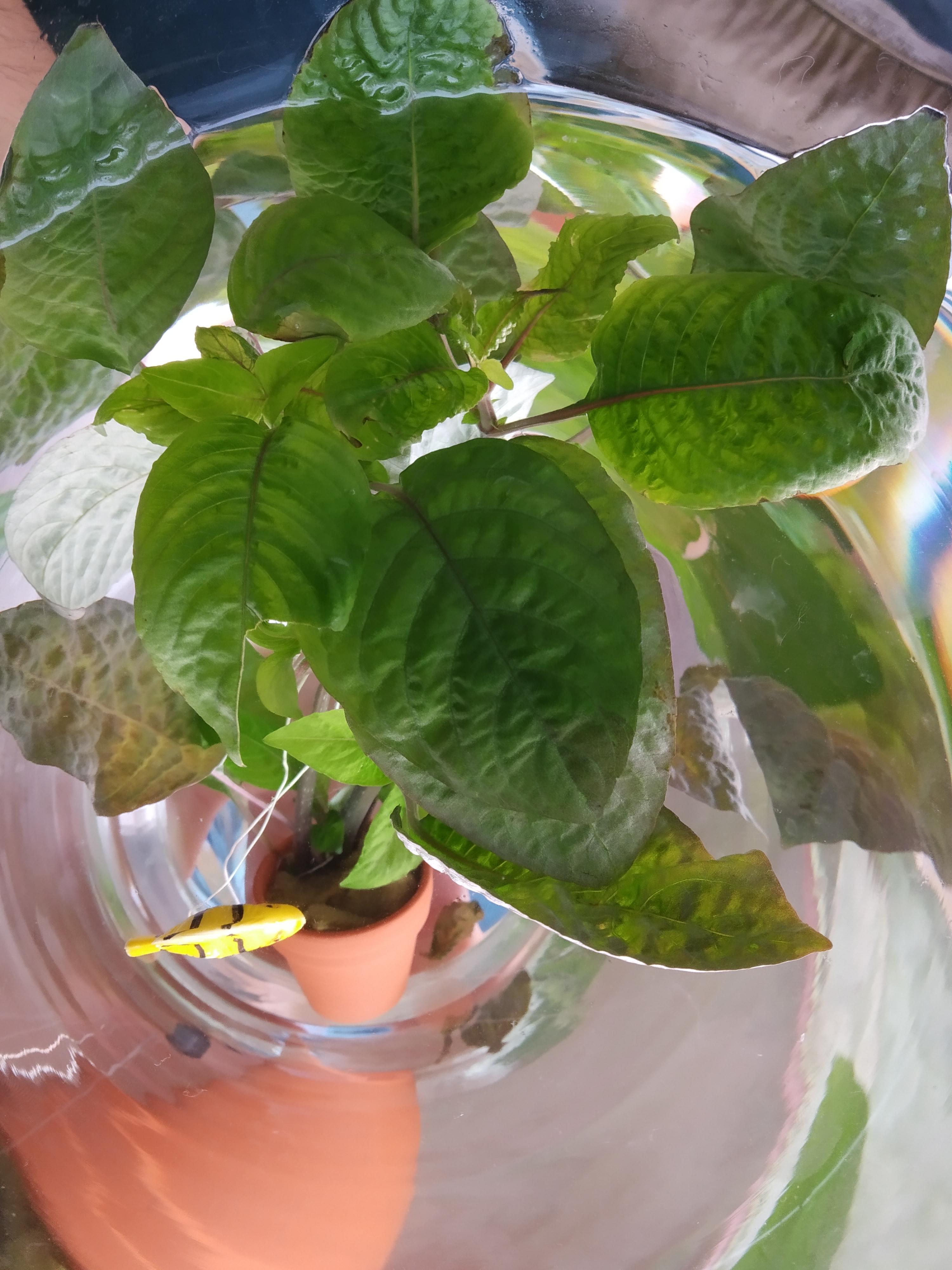 Reddit can you help me identify my new water plant so I