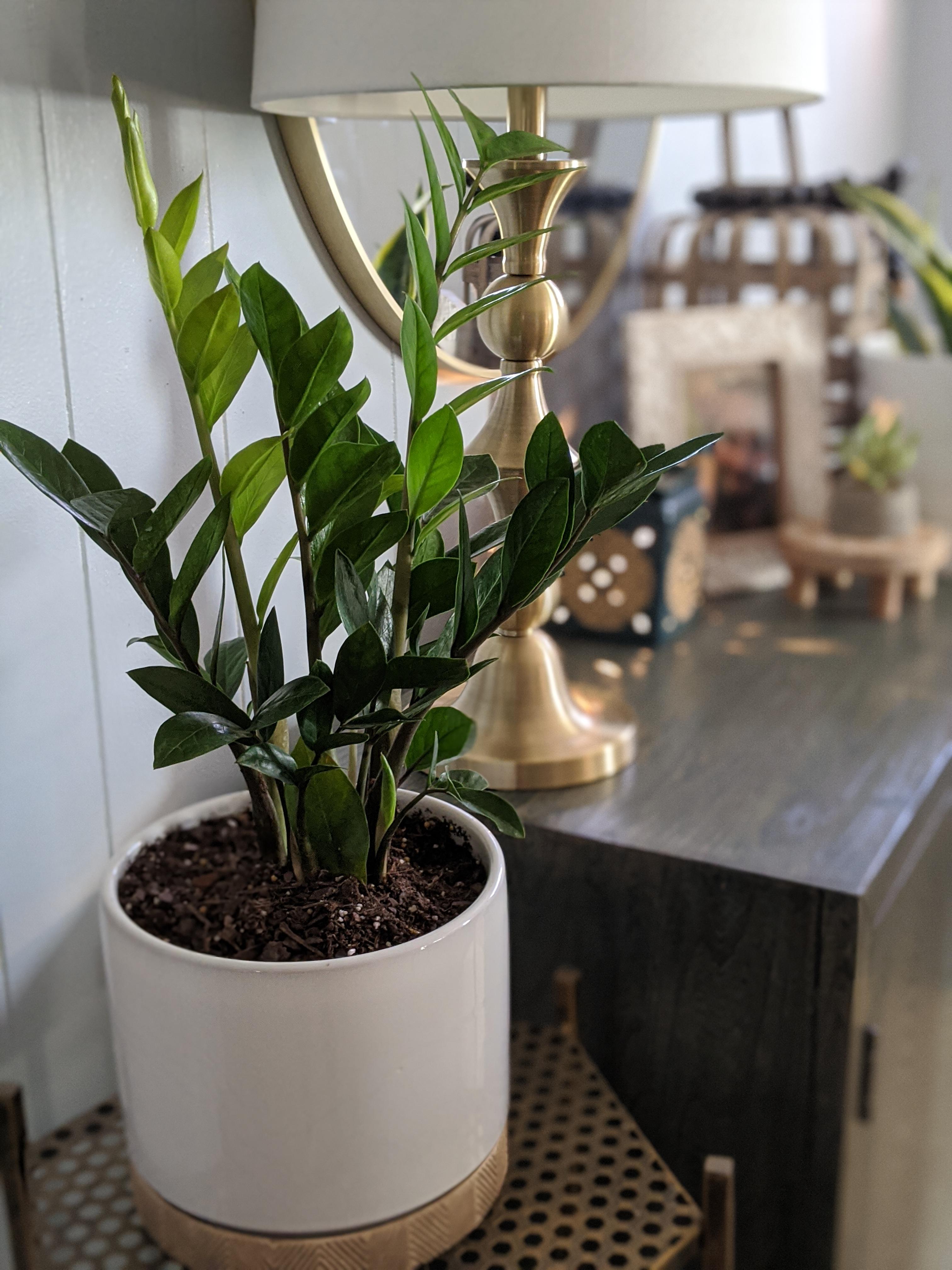 ZZ plant has been thriving 😍 r/plantsandpots