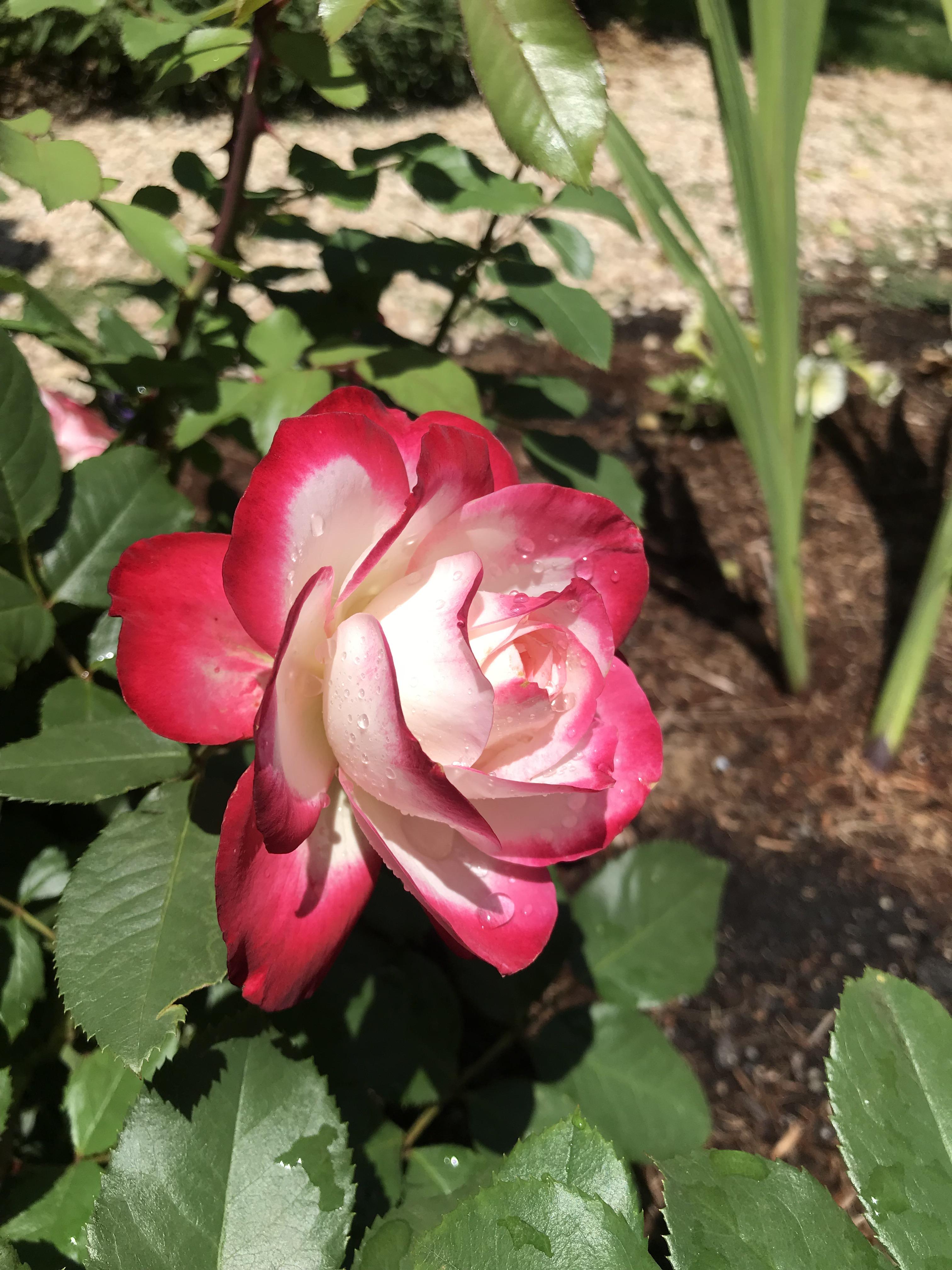 Pink Fire And Ice Roses